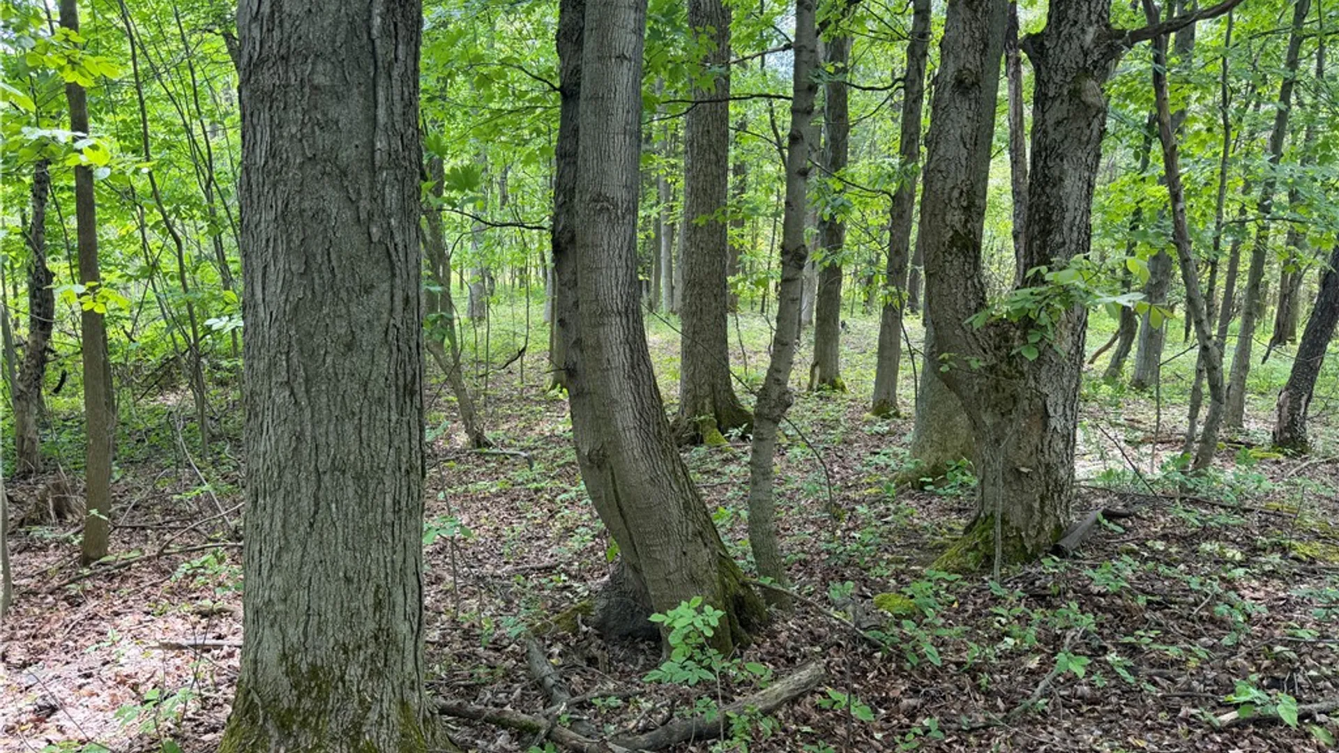 Property at VL Reed Road, West Sparta, NY 14437 6