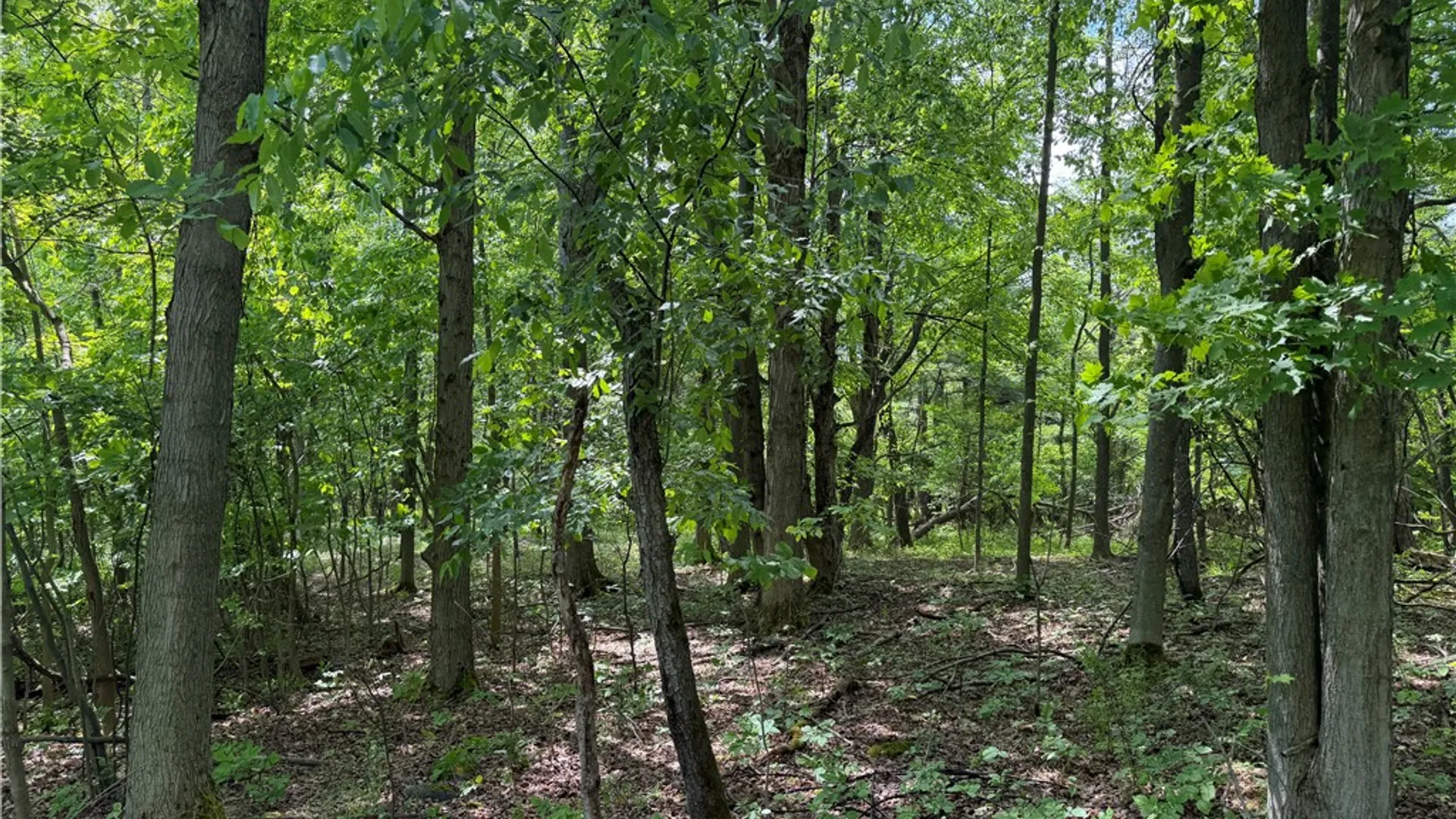 Property at VL Reed Road, West Sparta, NY 14437 7