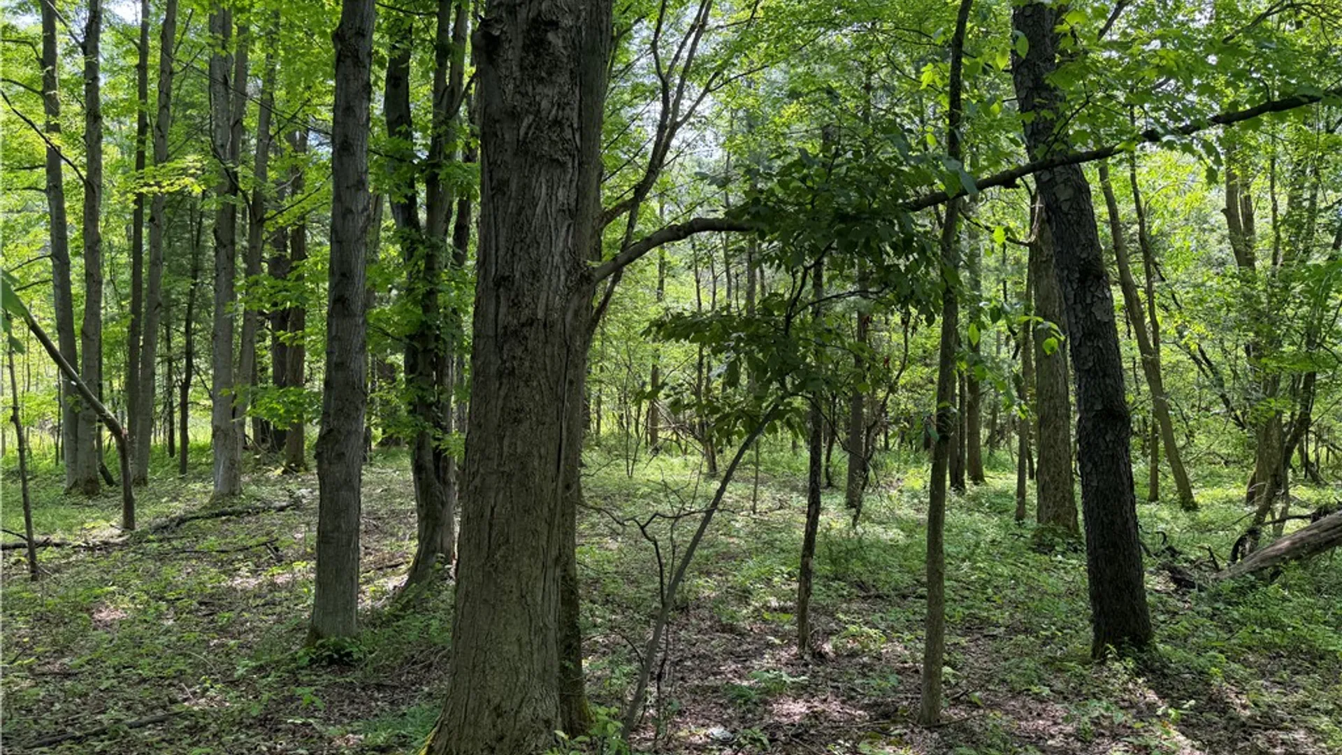 Property at VL Reed Road, West Sparta, NY 14437 8