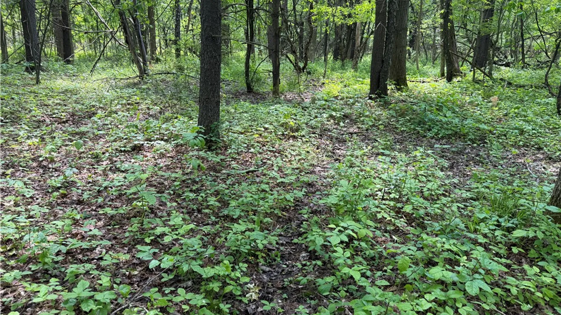 Property at VL Reed Road, West Sparta, NY 14437 9