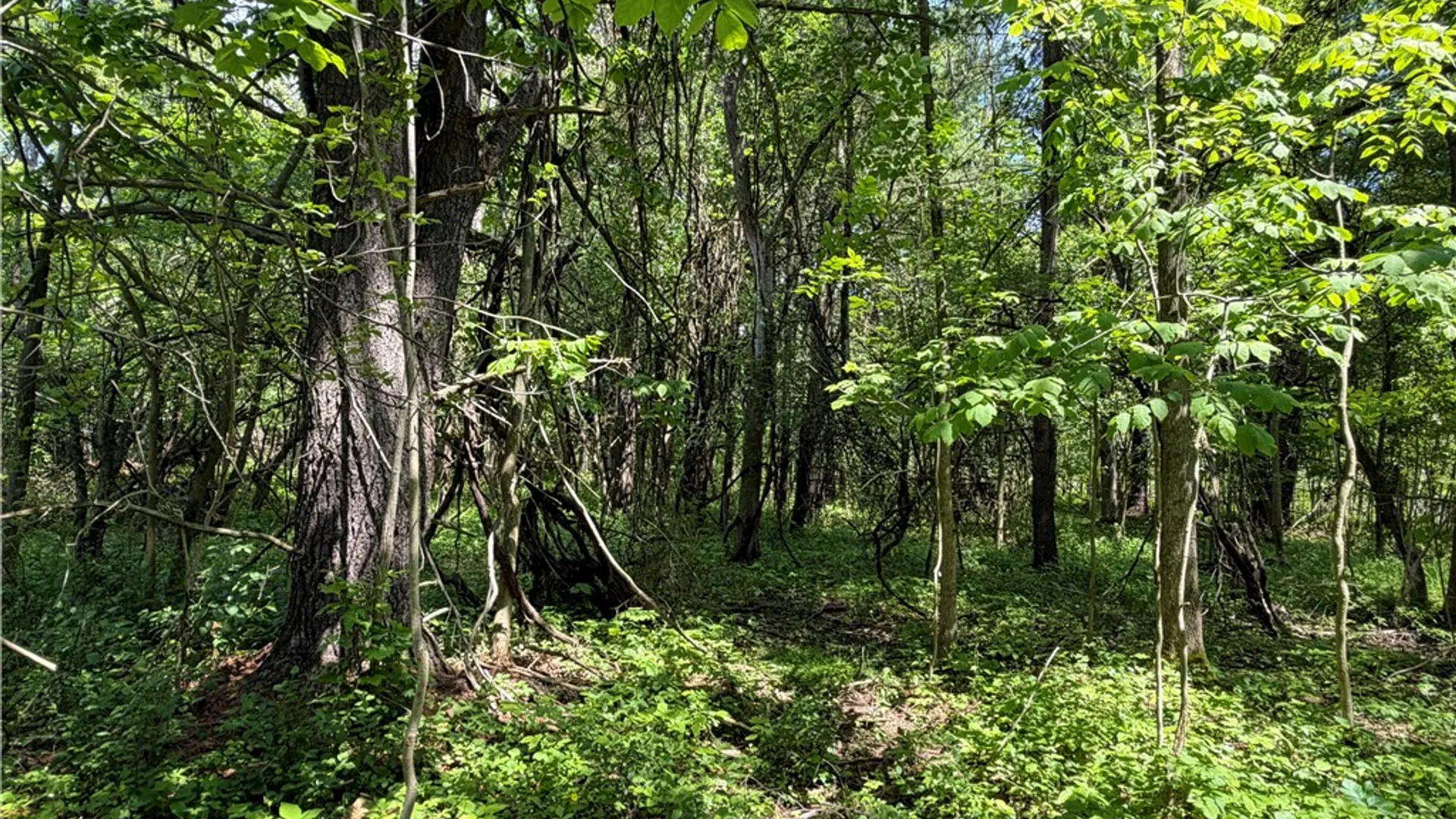 Property at VL Reed Road, West Sparta, NY 14437 13