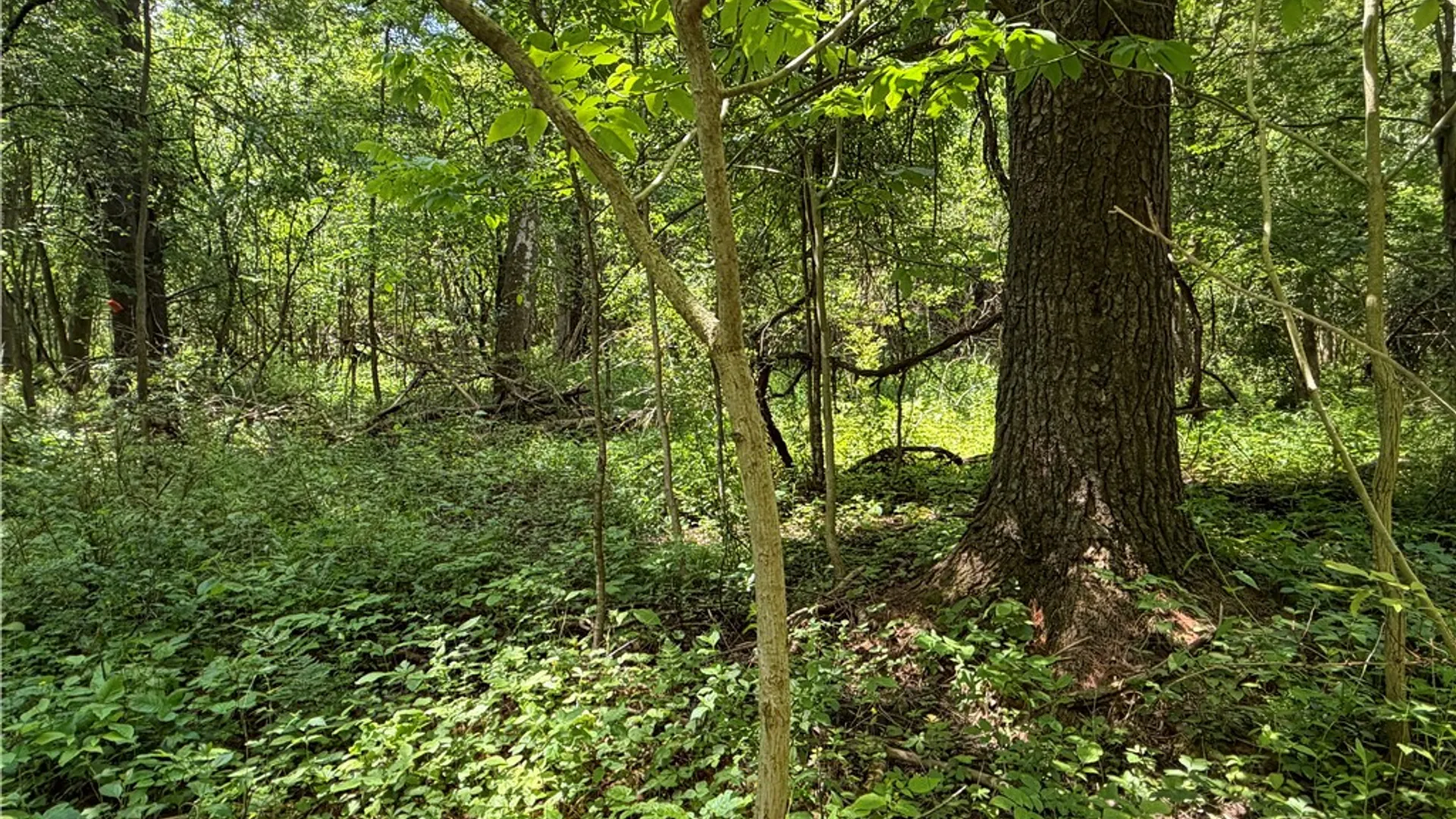 Property at VL Reed Road, West Sparta, NY 14437 14