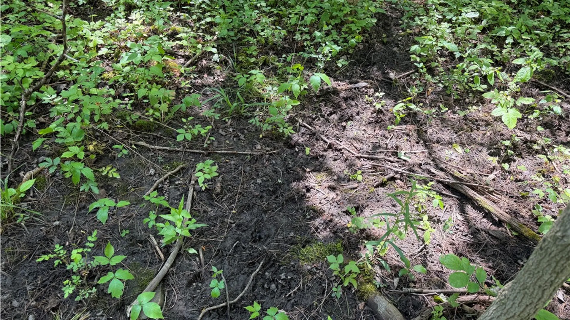 Property at VL Reed Road, West Sparta, NY 14437 15
