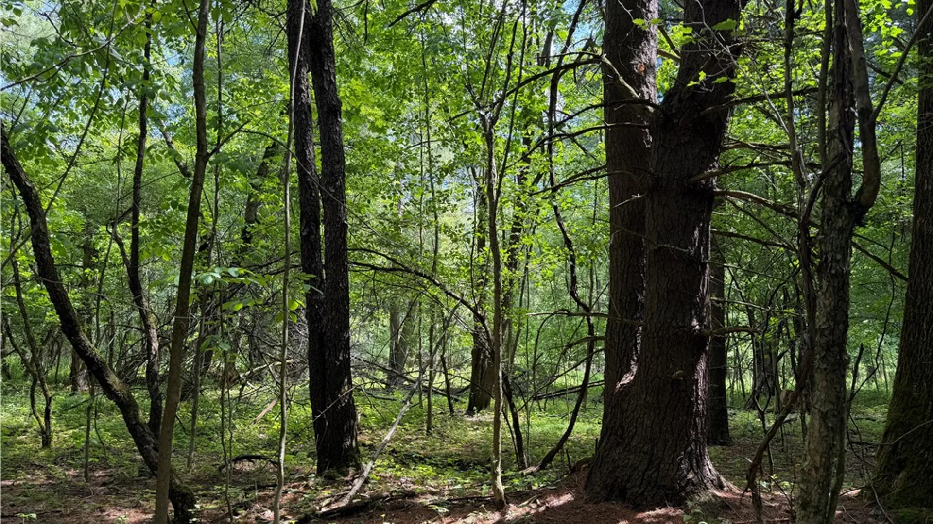 Property at VL Reed Road, West Sparta, NY 14437 21