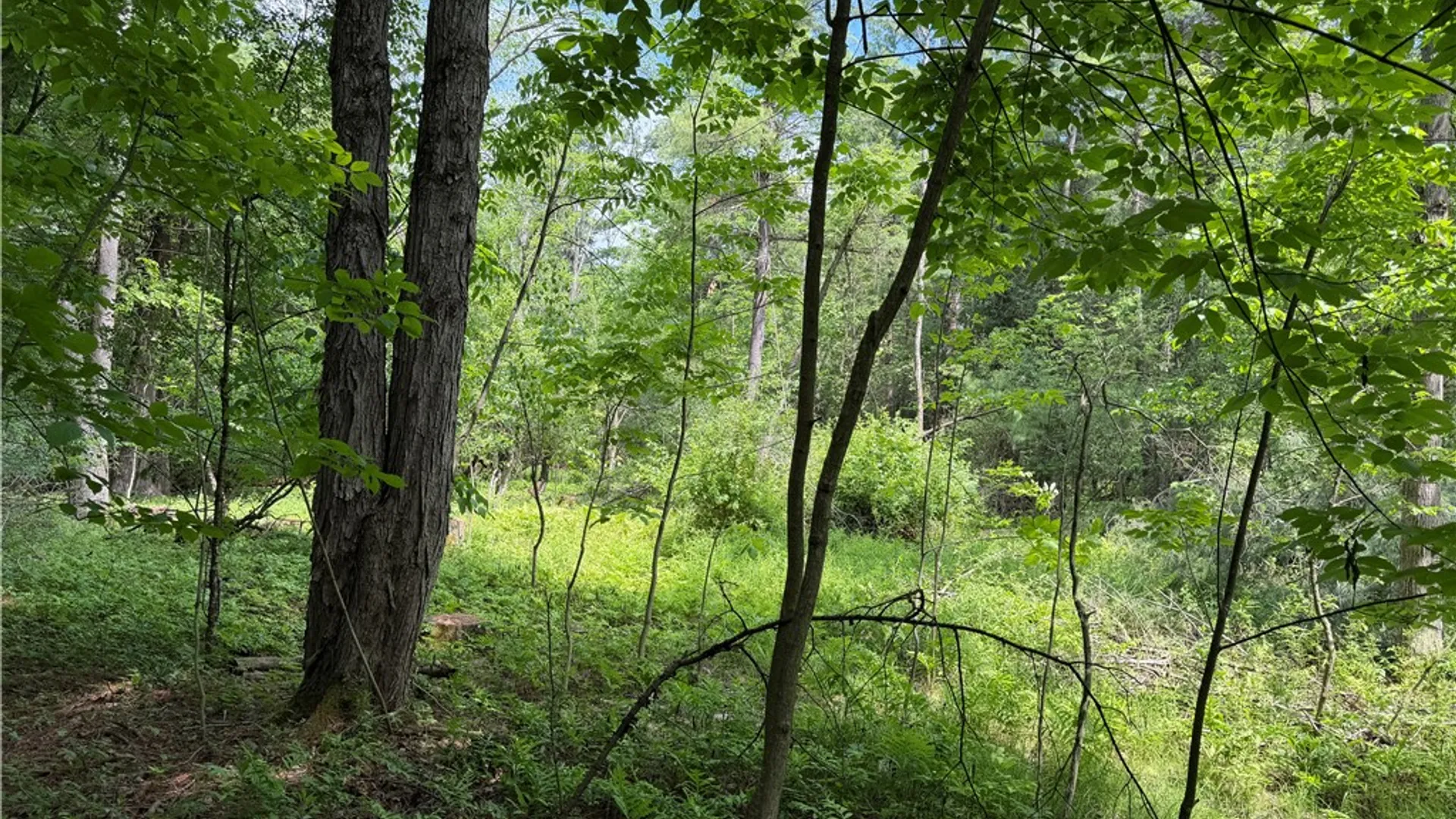 Property at VL Reed Road, West Sparta, NY 14437 22