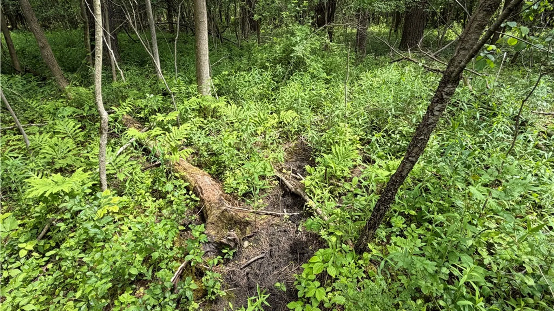 Property at VL Reed Road, West Sparta, NY 14437 23