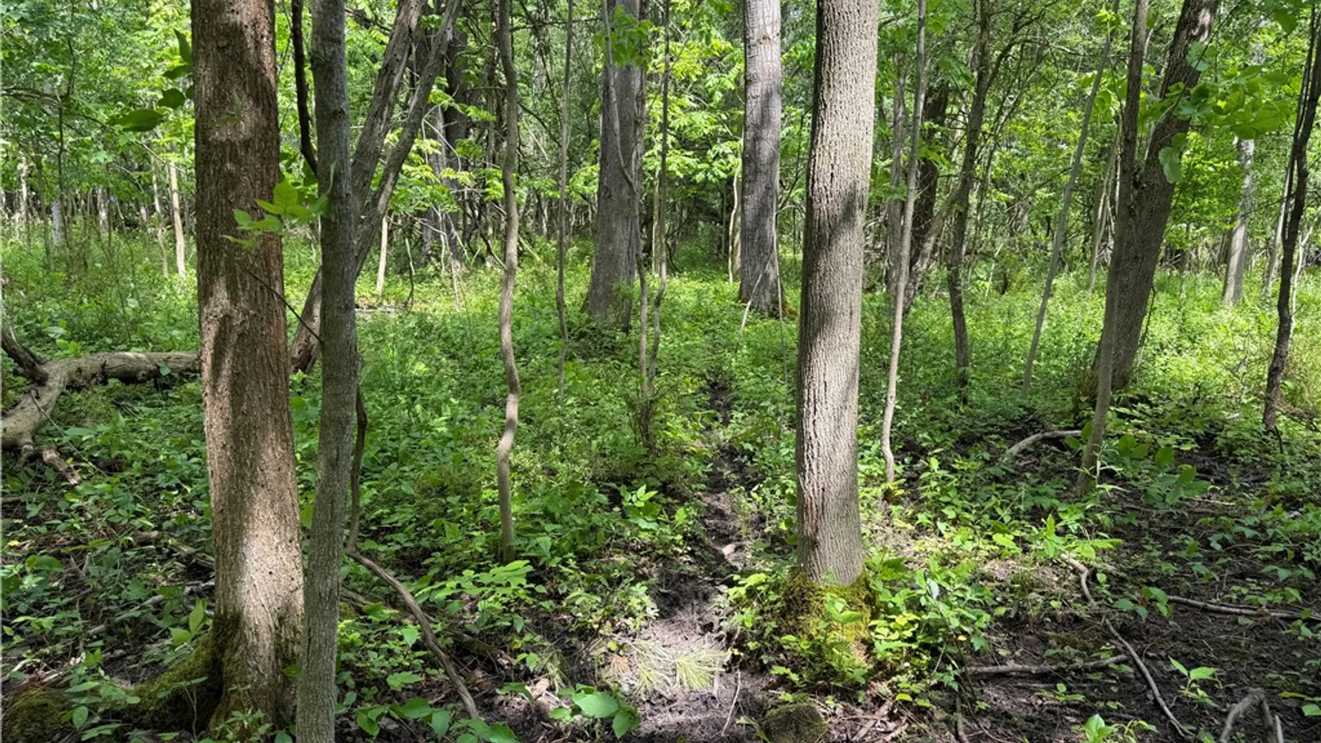 Property at VL Reed Road, West Sparta, NY 14437 24