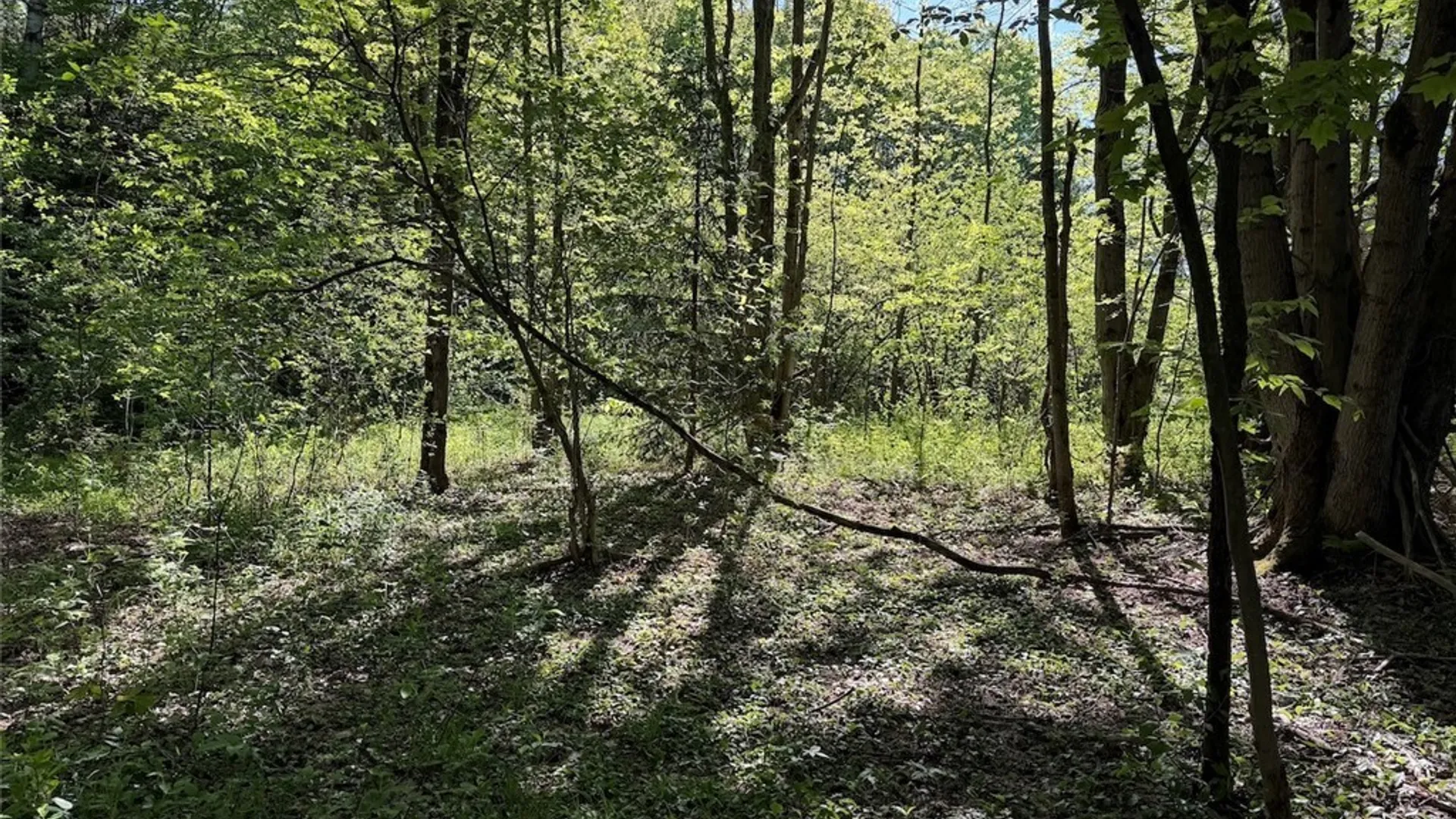 Property at 3846 Tamarack Ridge Road, Franklinville, NY 14737 31