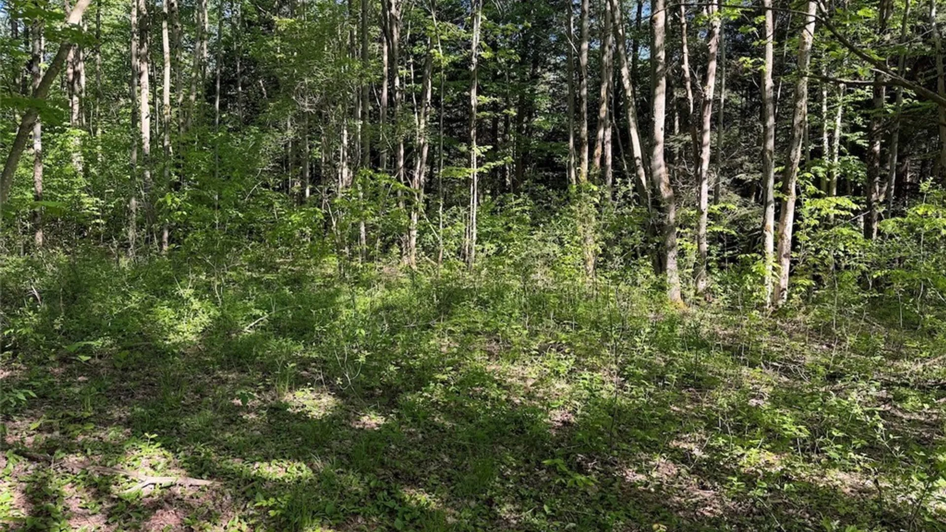 Property at 3846 Tamarack Ridge Road, Franklinville, NY 14737 32