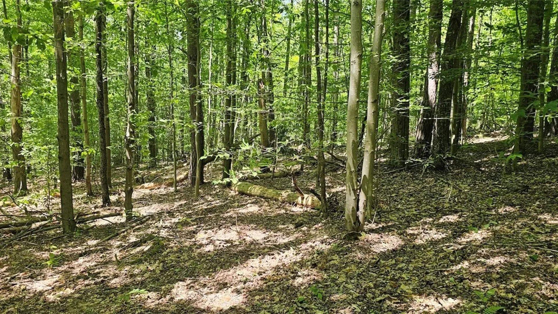 Property at Cr-16, Orange, NY 14812 11
