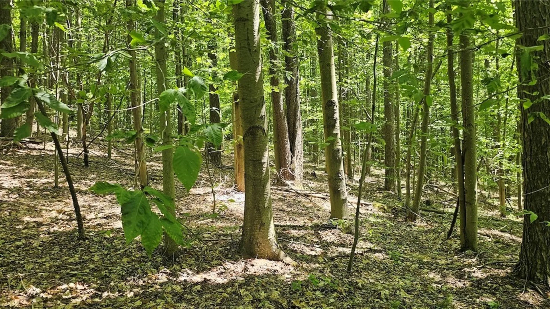 Property at Cr-16, Orange, NY 14812 12