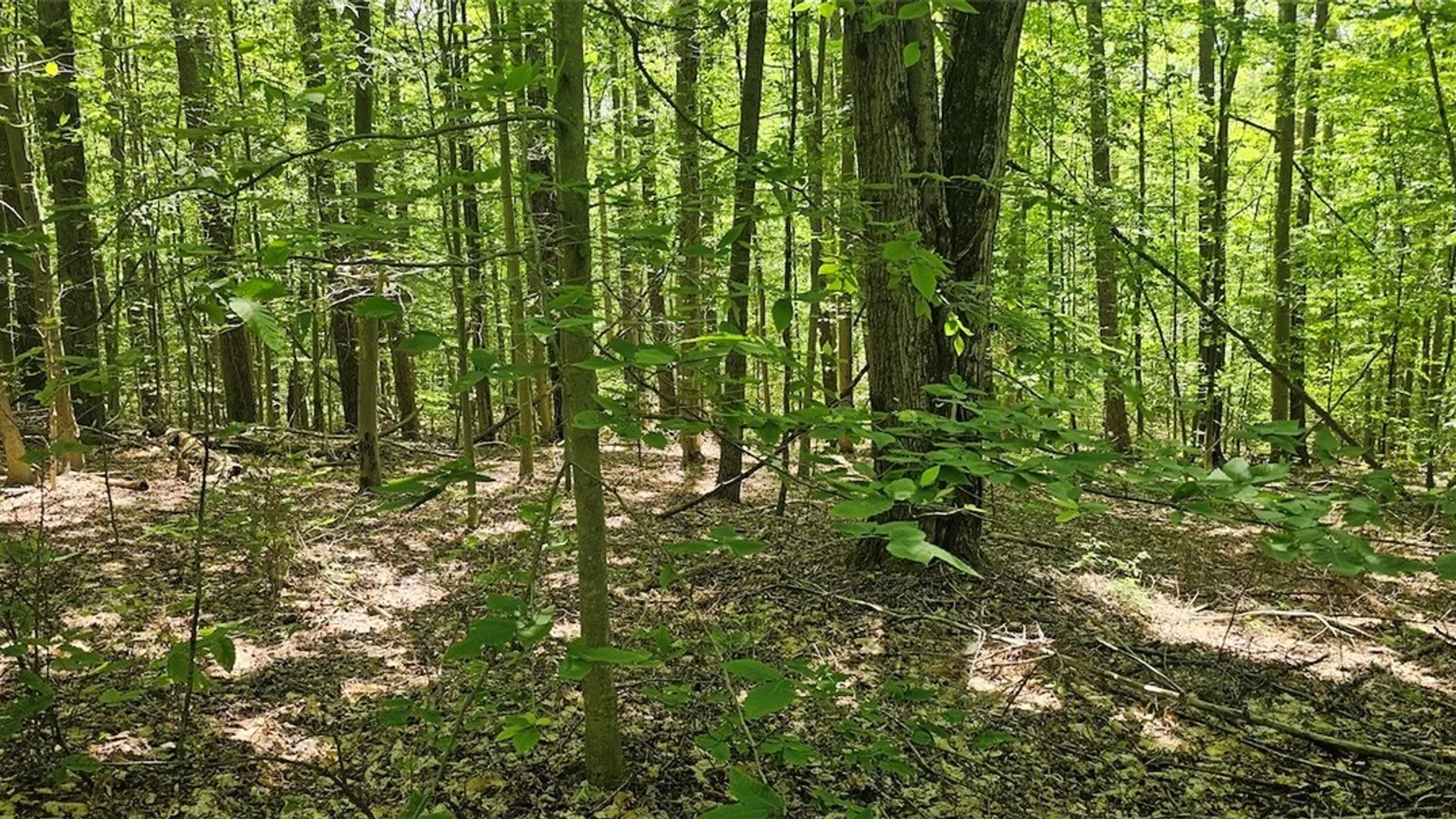 Property at Cr-16, Orange, NY 14812 13