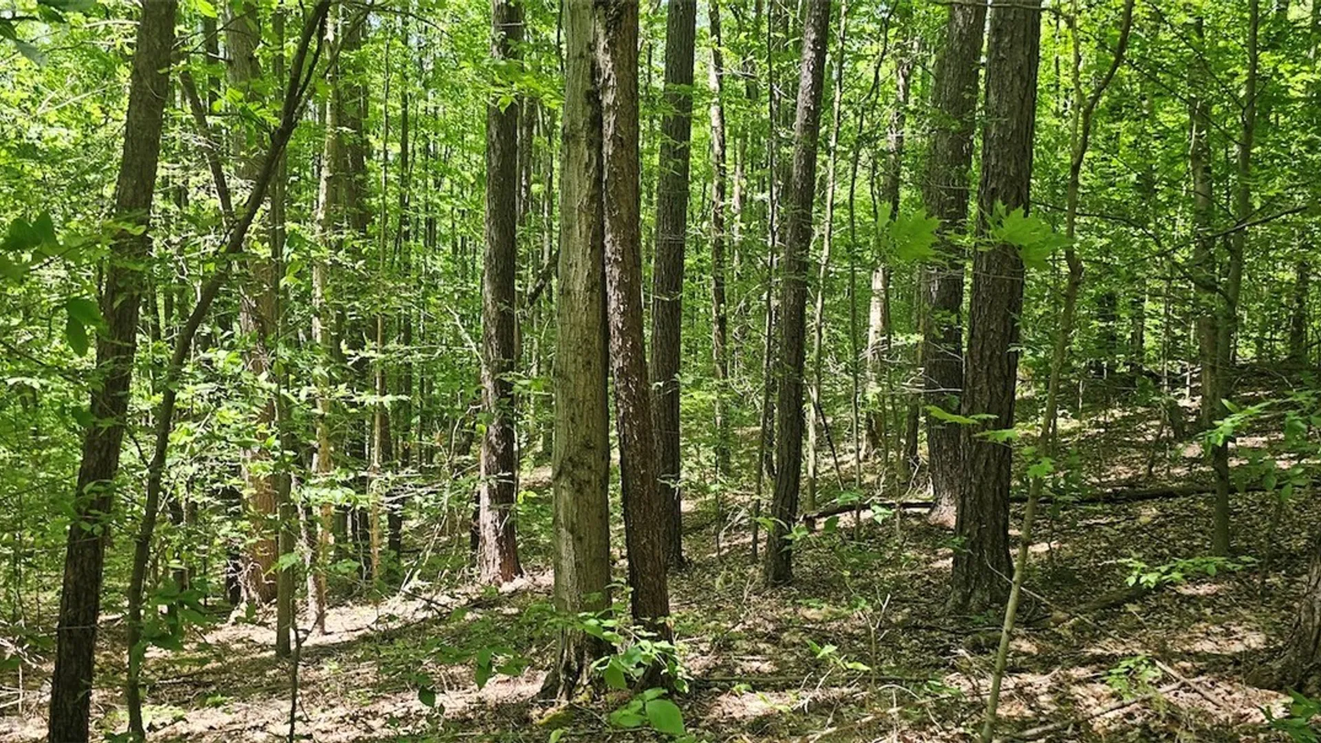 Property at Cr-16, Orange, NY 14812 17