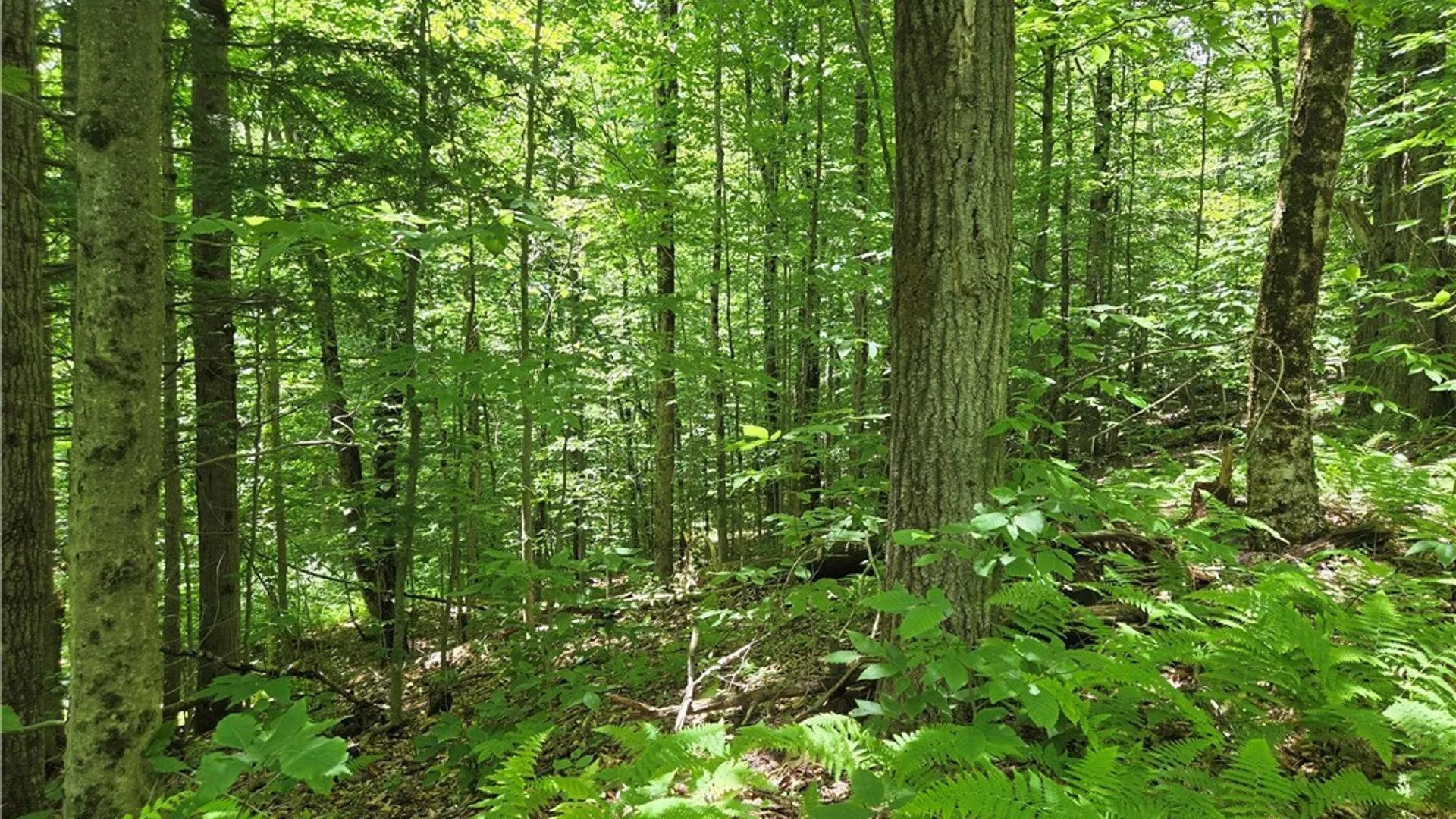 Property at Moose River Road, Lyonsdale, NY 13433 4