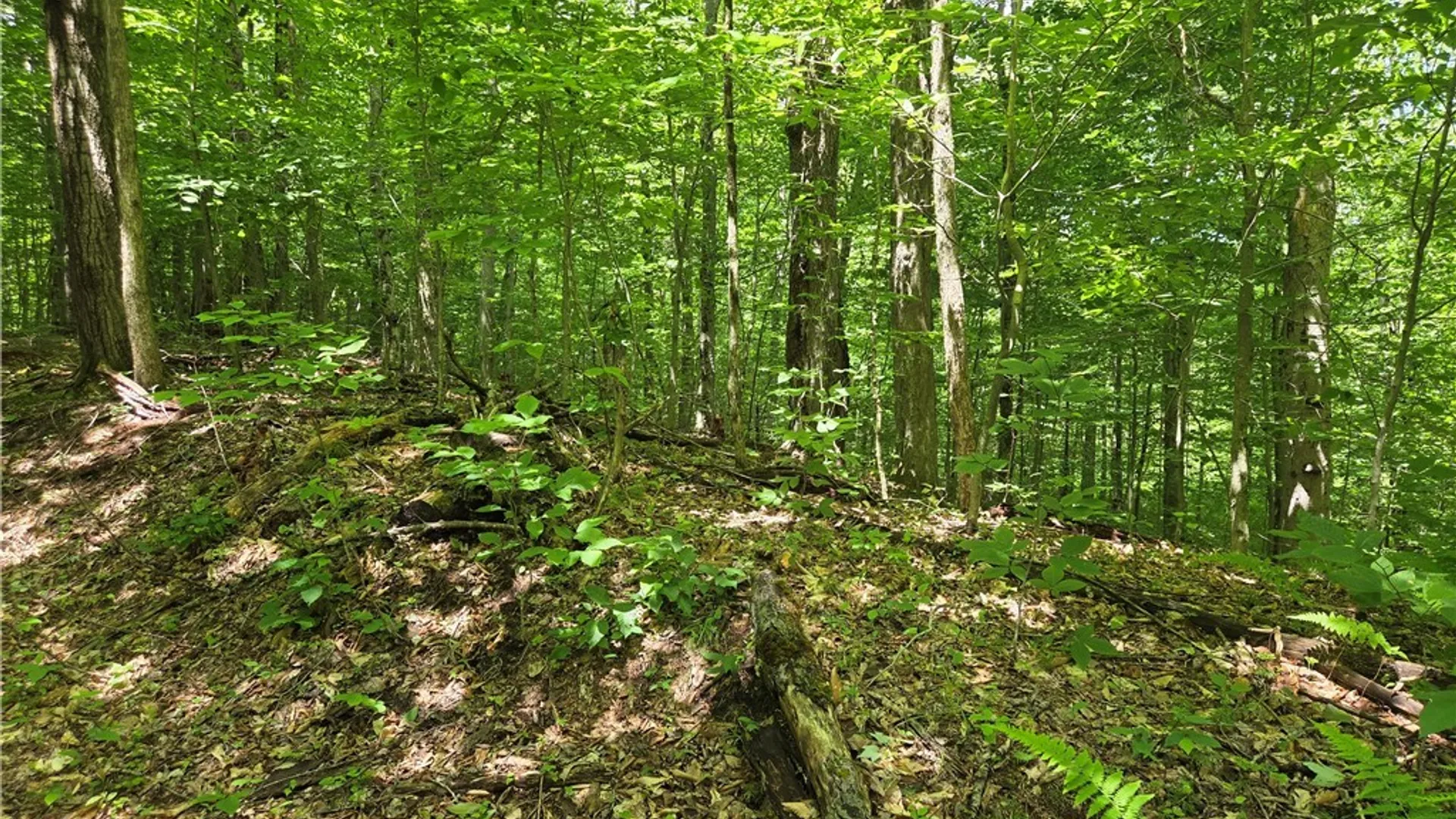 Property at Moose River Road, Lyonsdale, NY 13433 5