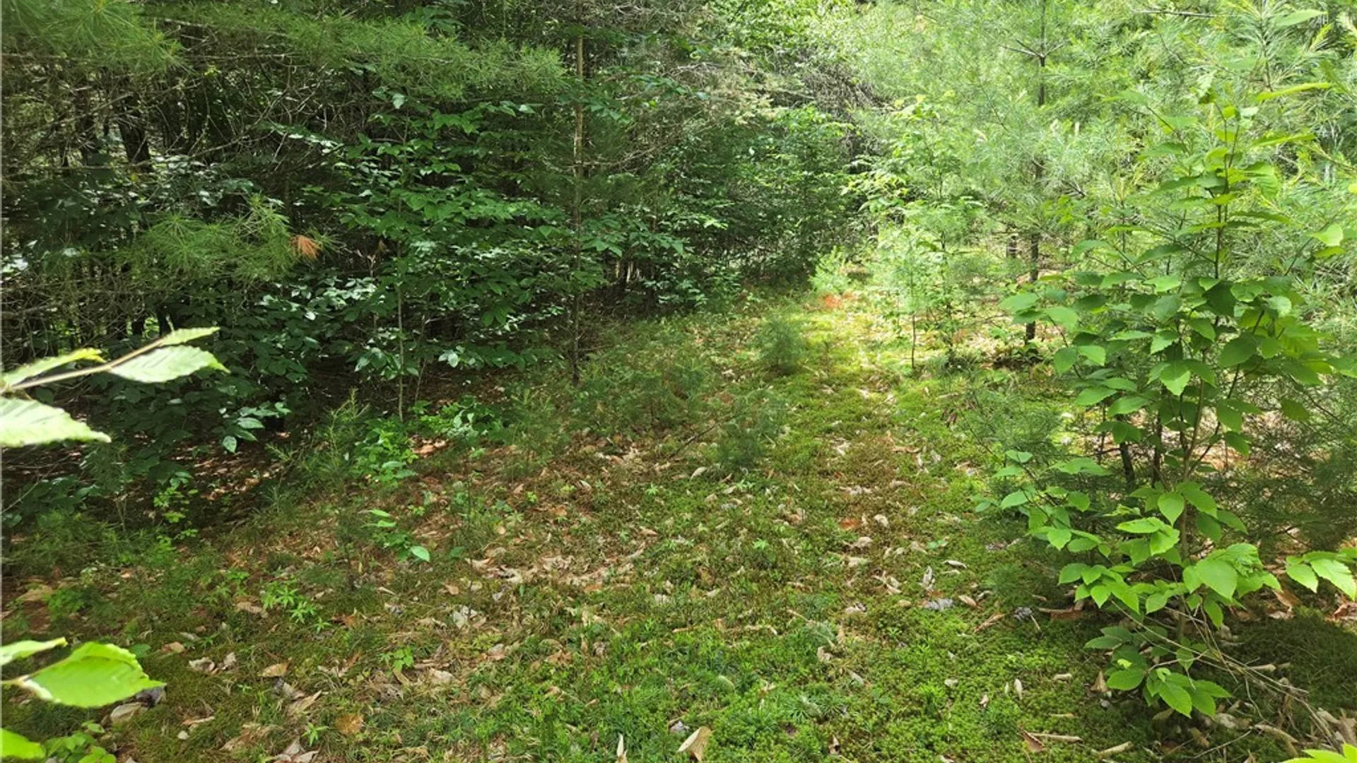 Property at Moose River Road, Lyonsdale, NY 13433 7