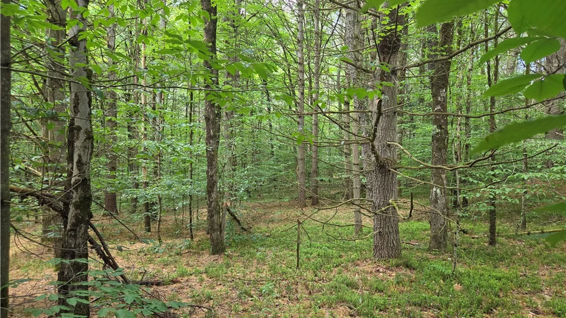 Property at Moose River Road, Lyonsdale, NY 13433 8