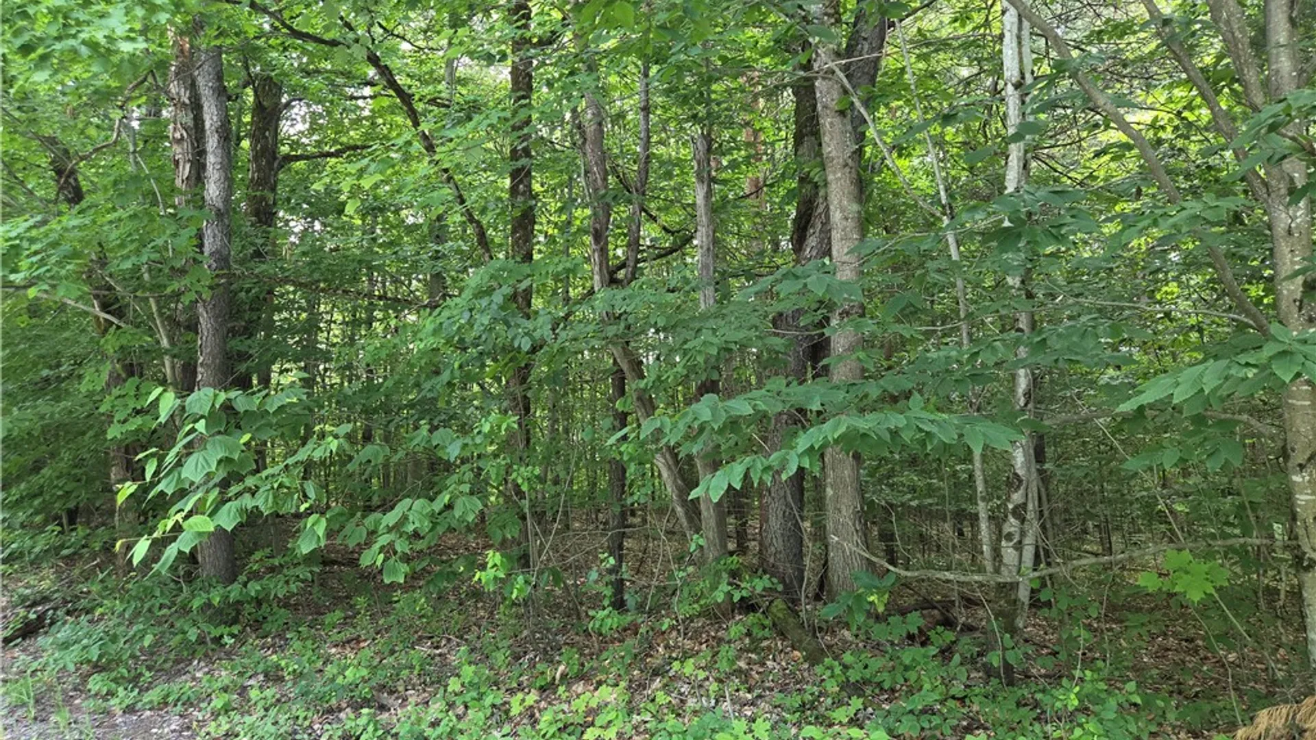 Property at Moose River Road, Lyonsdale, NY 13433 9