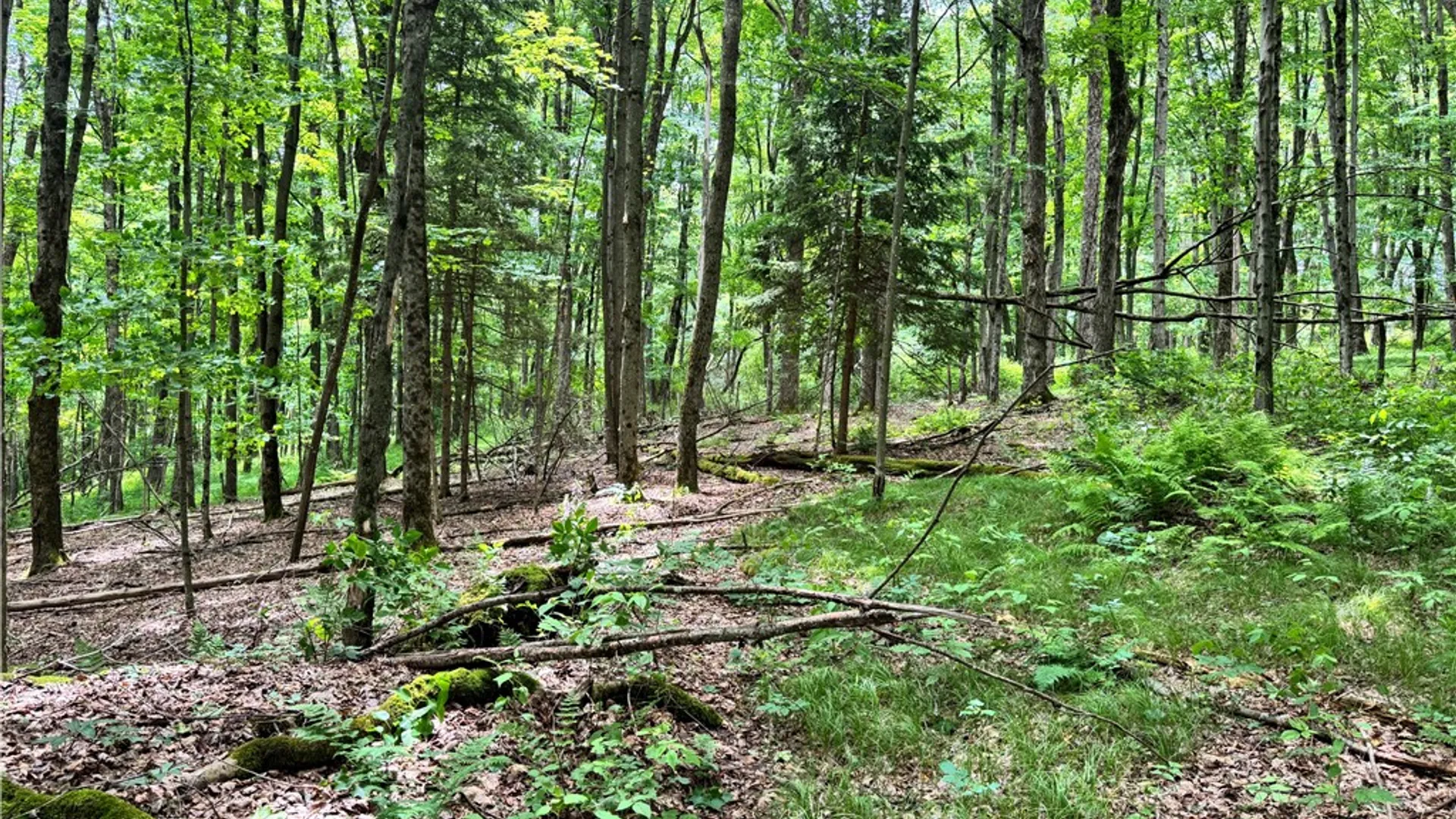 Property at 37 Harper Street, Harpersfield, NY 12167 15
