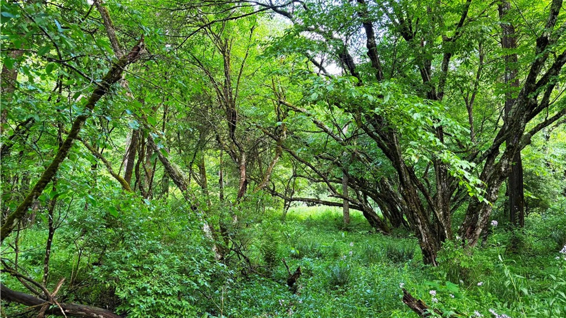 Property at Lot #4.233 County Road 13, Otselic, NY 13072 30