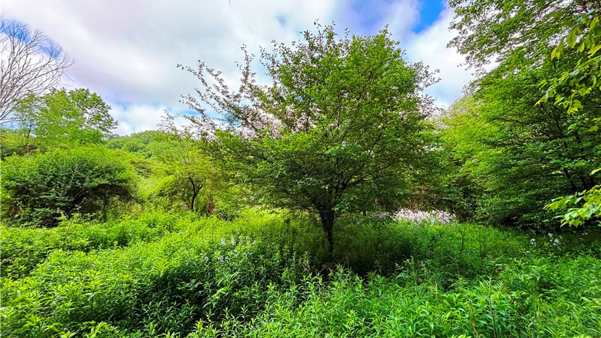 Property at Lot #4.233 County Road 13, Otselic, NY 13072 32