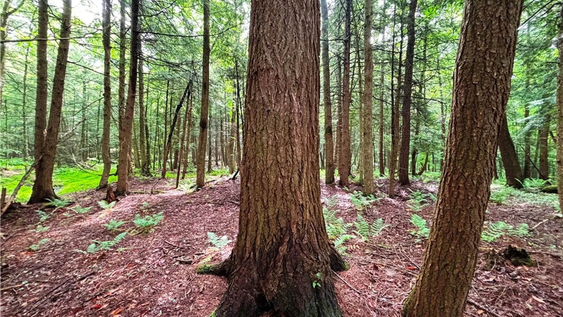 Property at Lot #4.233 County Road 13, Otselic, NY 13072 34