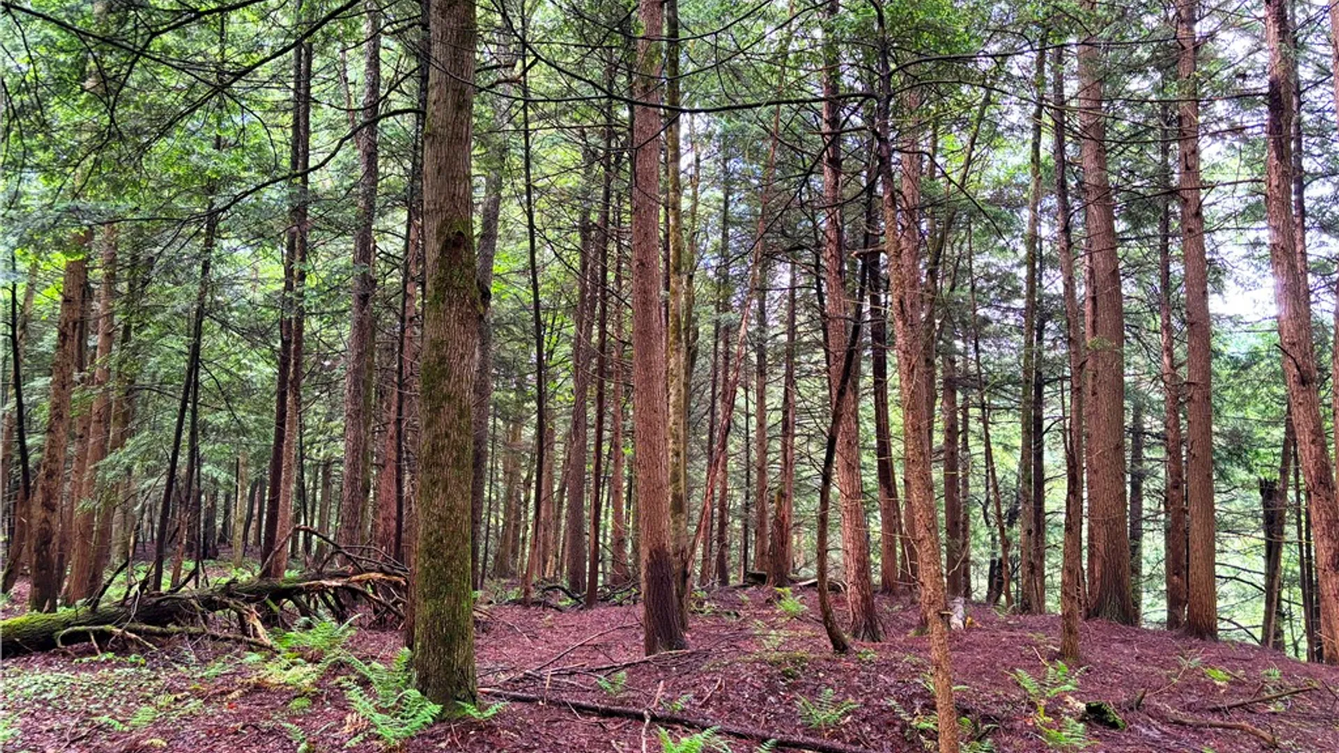 Property at Lot #4.233 County Road 13, Otselic, NY 13072 35
