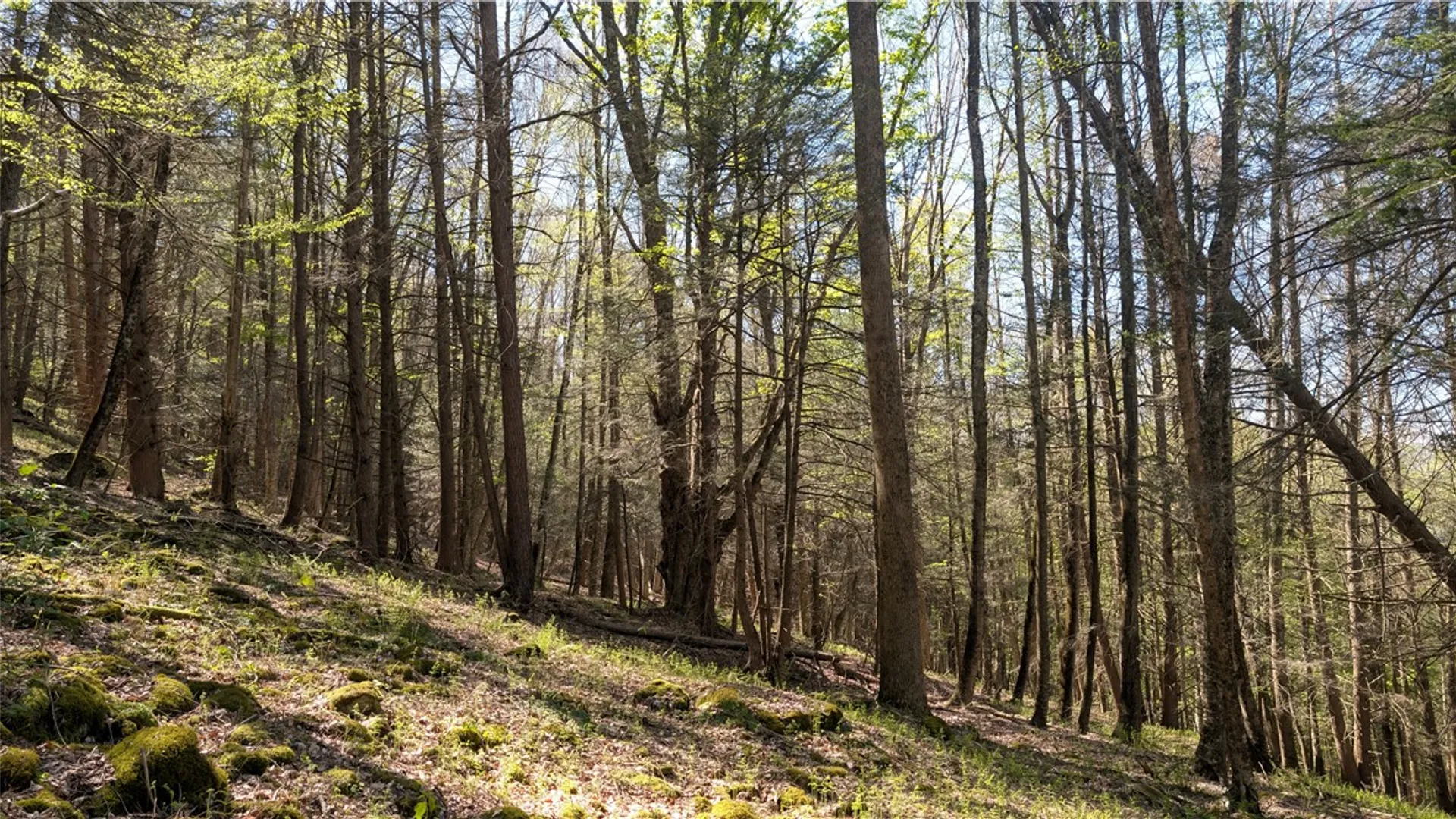 Property at Lot 5 East River Road, Andes, NY 13731 23