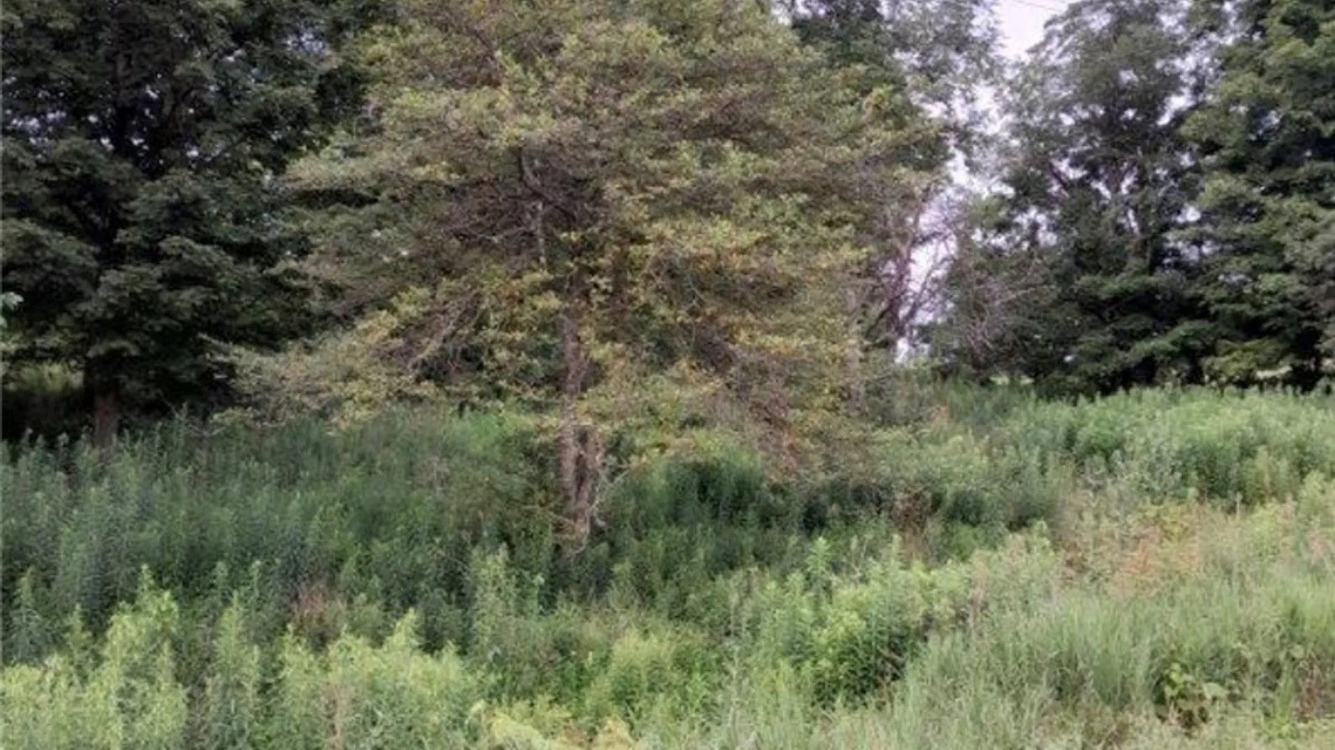 Property at 0 Stauber Rd, Groton, NY 13073 6