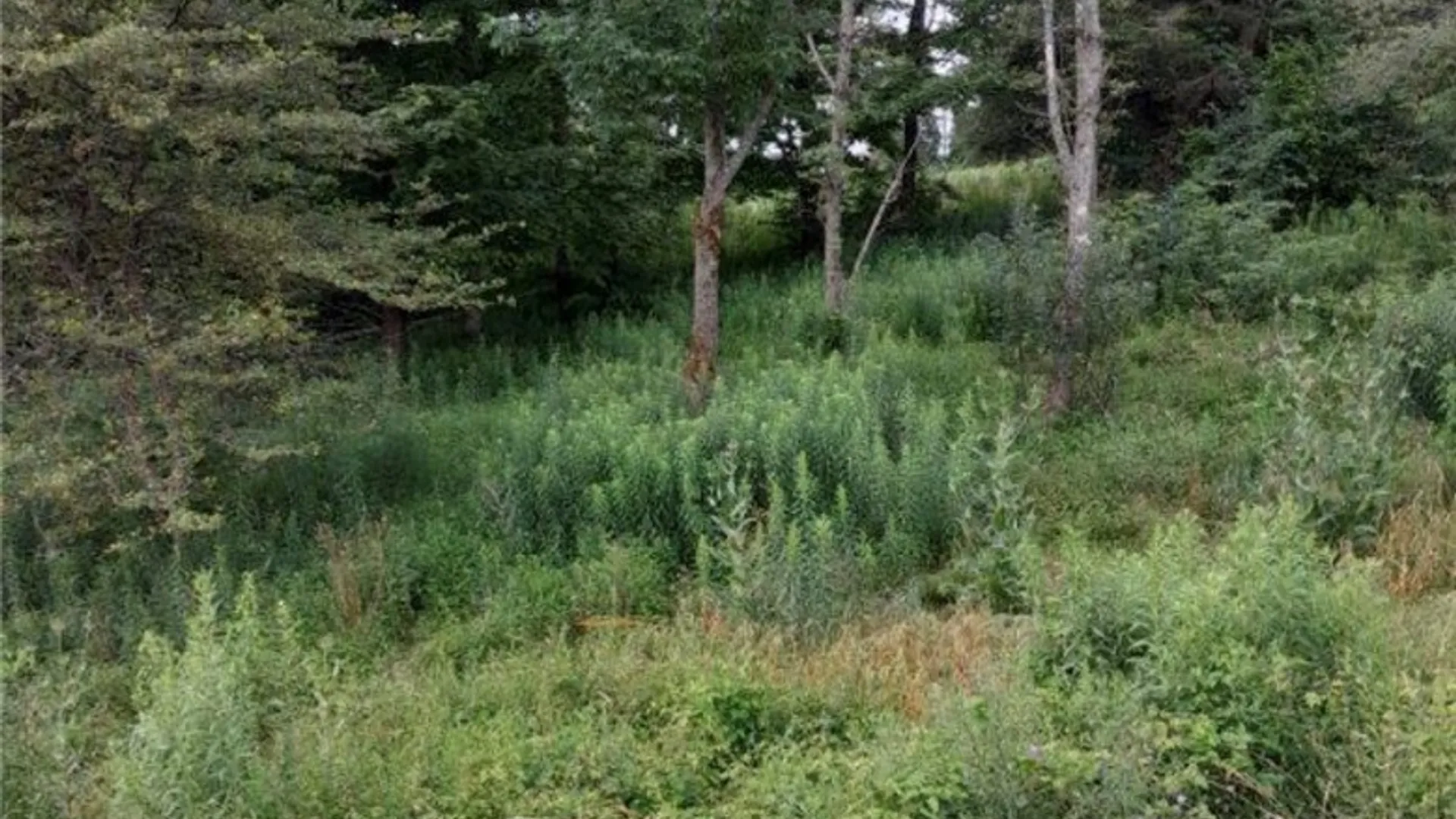 Property at 0 Stauber Rd, Groton, NY 13073 9