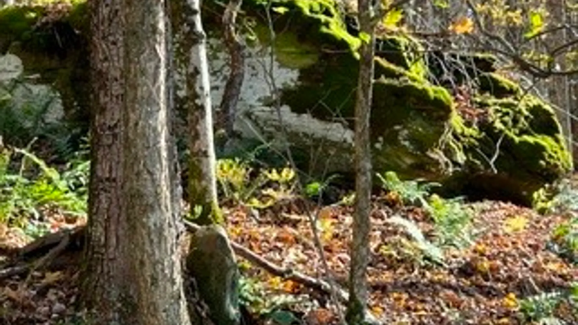 Property at lot 149.20-2-3 Delaware Avenue, Delhi, NY 13753 3