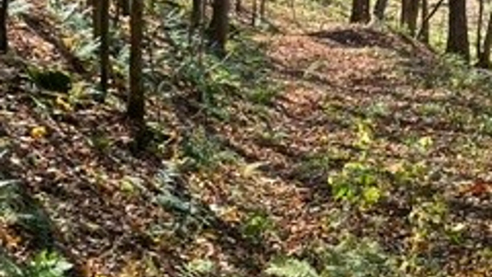 Property at lot 149.20-2-3 Delaware Avenue, Delhi, NY 13753 8