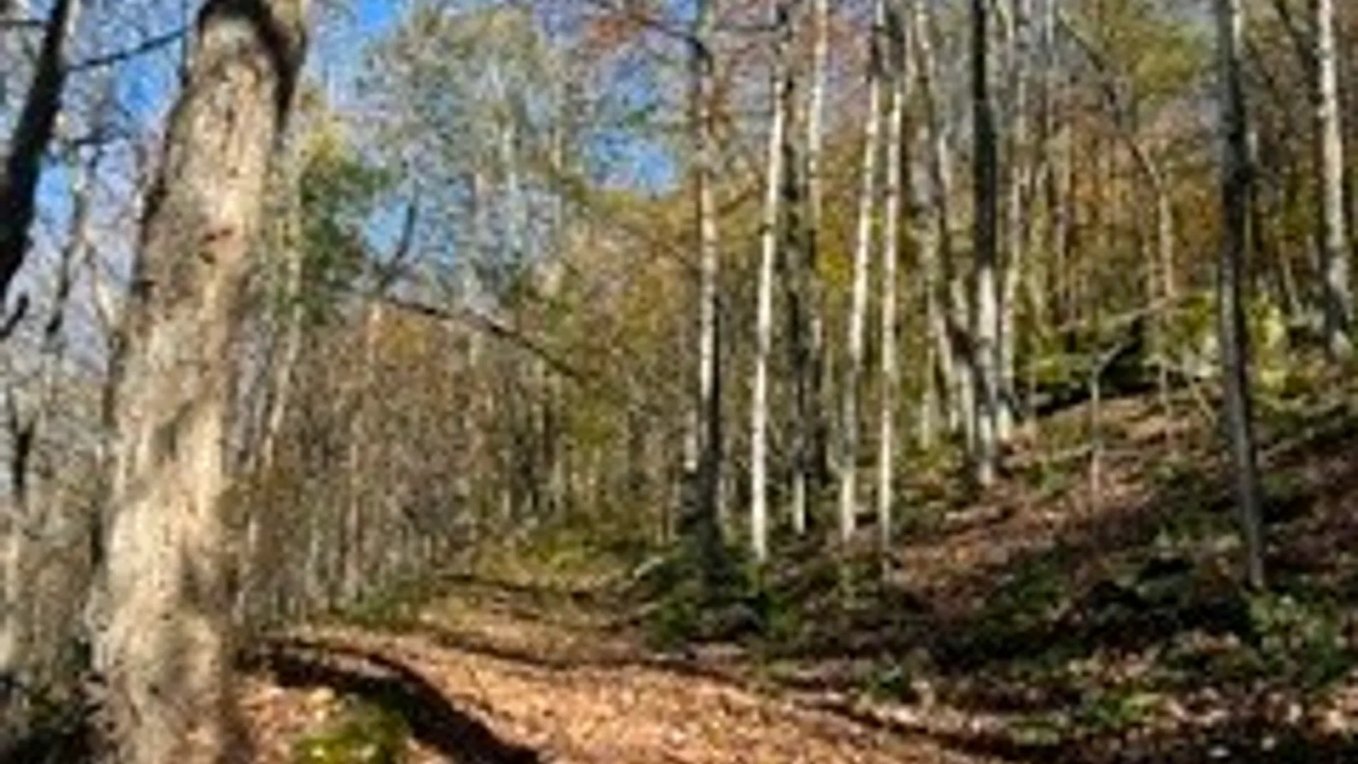 Property at lot 149.20-2-3 Delaware Avenue, Delhi, NY 13753 9