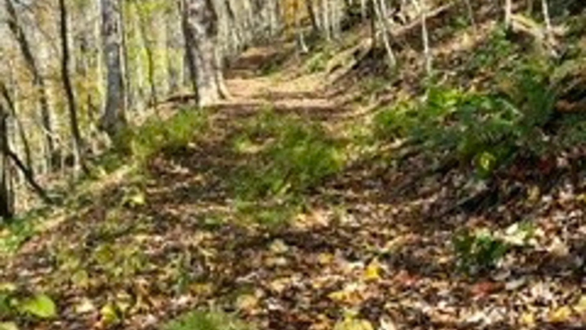 Property at lot 149.20-2-3 Delaware Avenue, Delhi, NY 13753 12