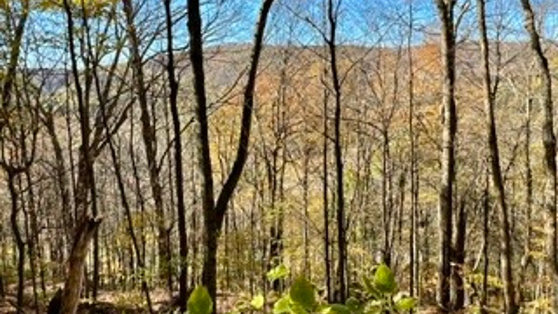 Property at lot 149.20-2-3 Delaware Avenue, Delhi, NY 13753 14