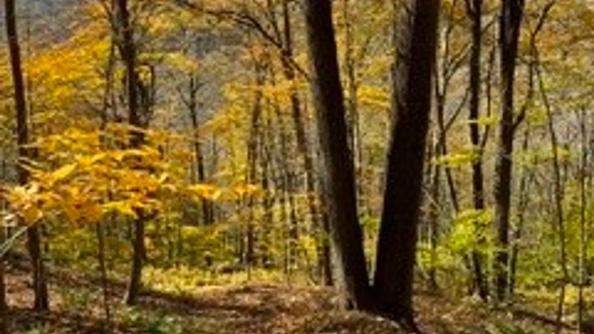 Property at lot 149.20-2-3 Delaware Avenue, Delhi, NY 13753 15