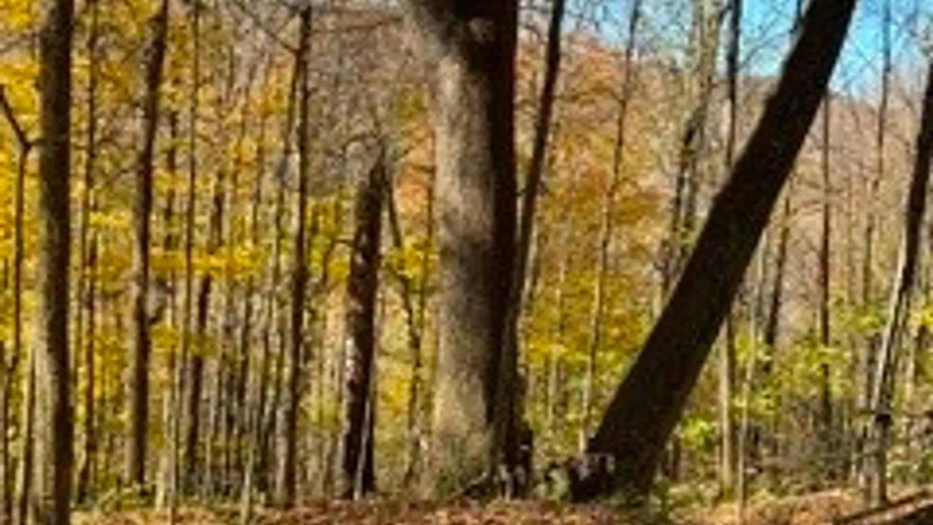 Property at lot 149.20-2-3 Delaware Avenue, Delhi, NY 13753 16