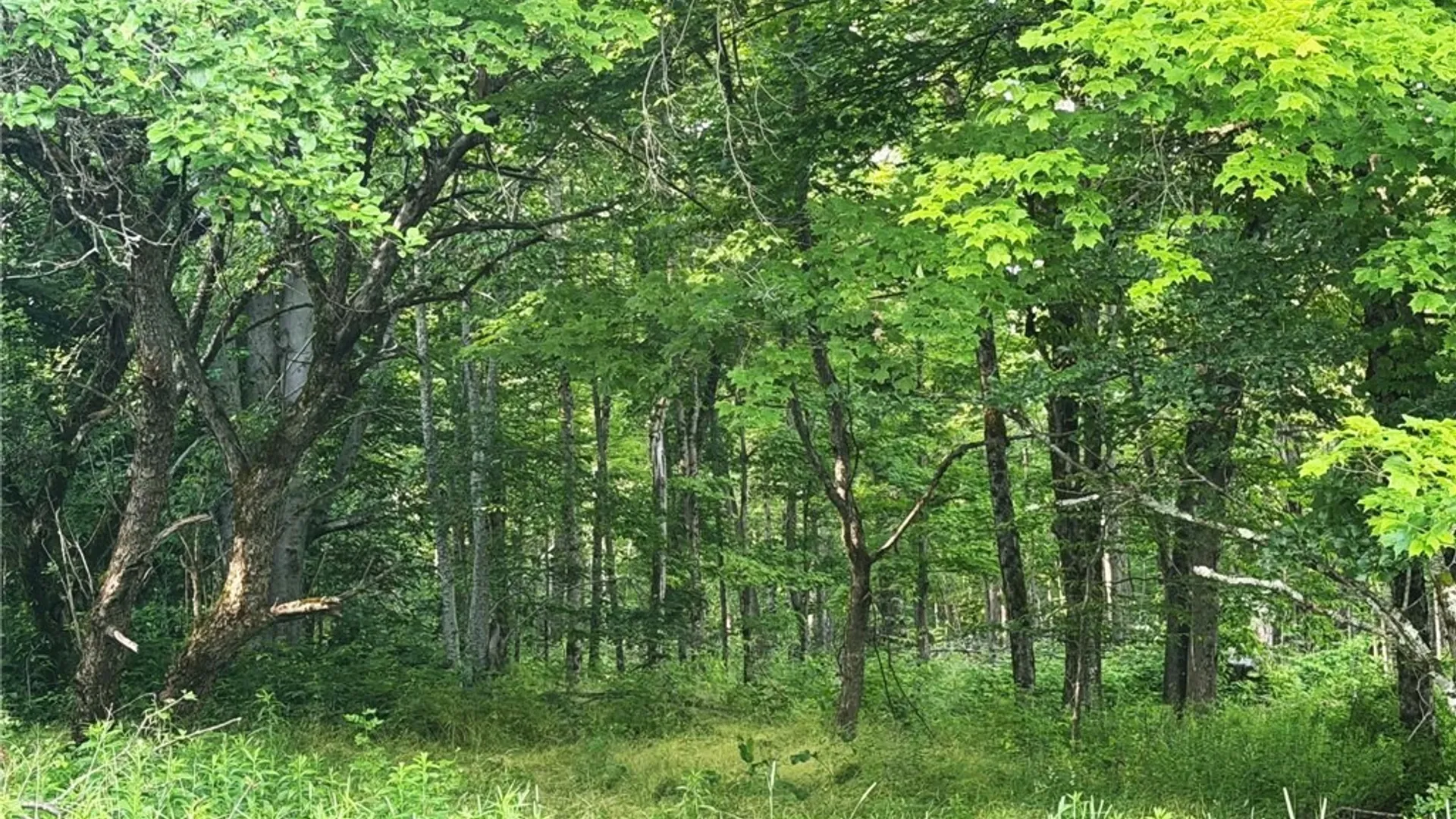 Property at 4891 Telephone Road, Taylor, NY 13040 37