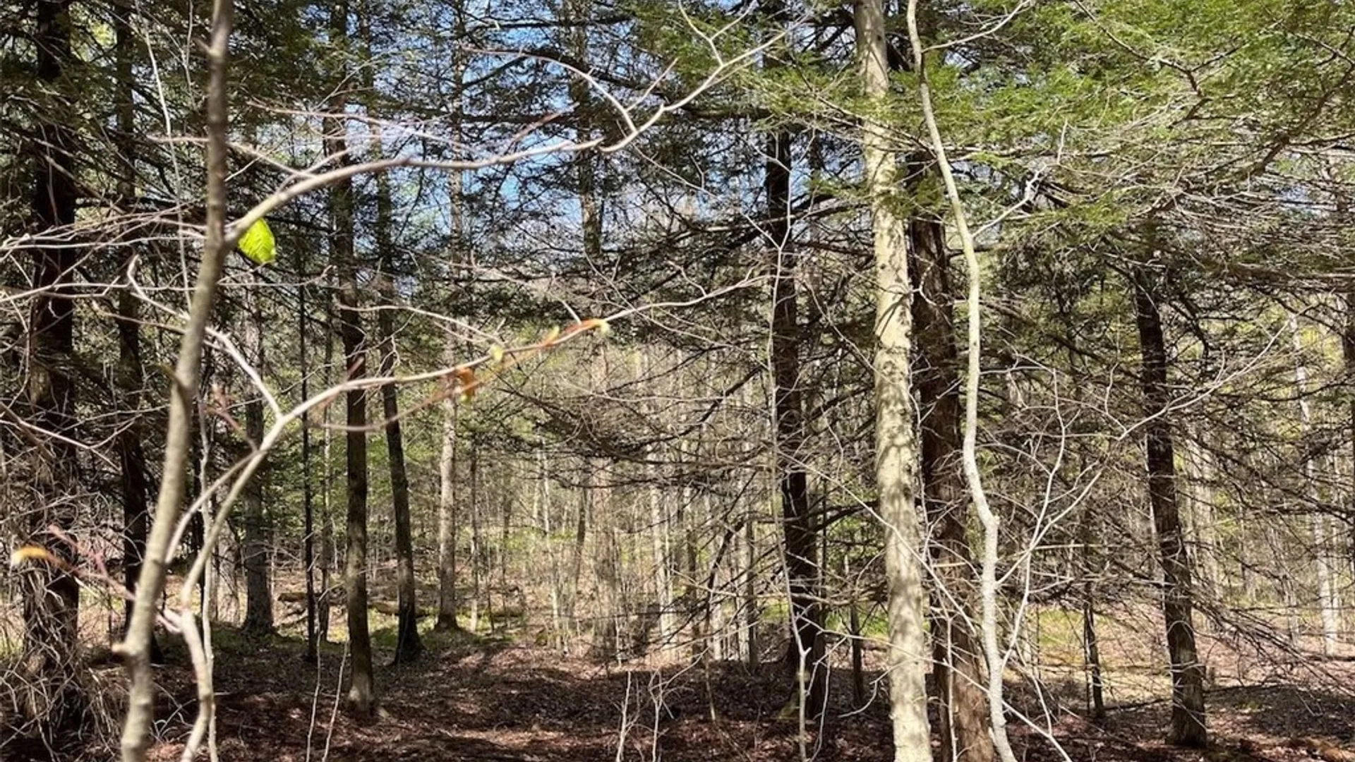 Property at 106 Road, Alma, NY 14708 10