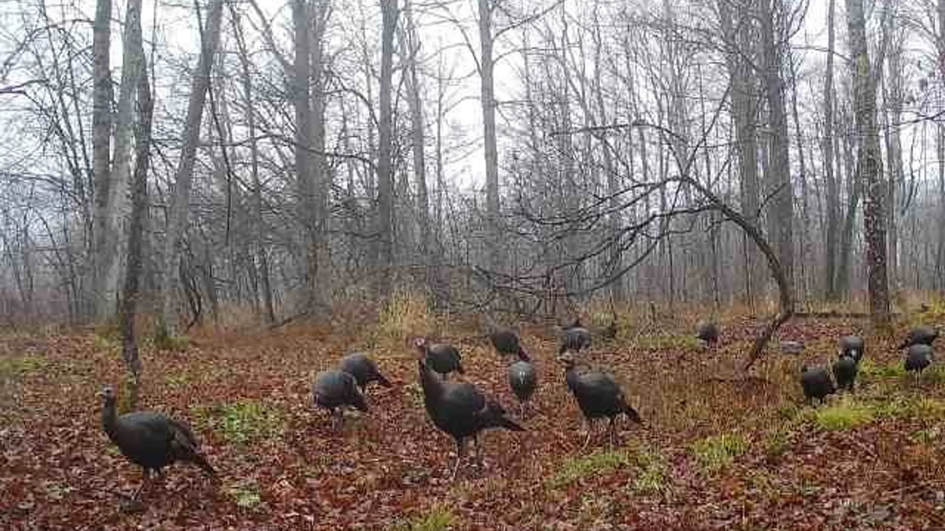 Property at 5430 Meads Creek Road, Campbell, NY 14870 41