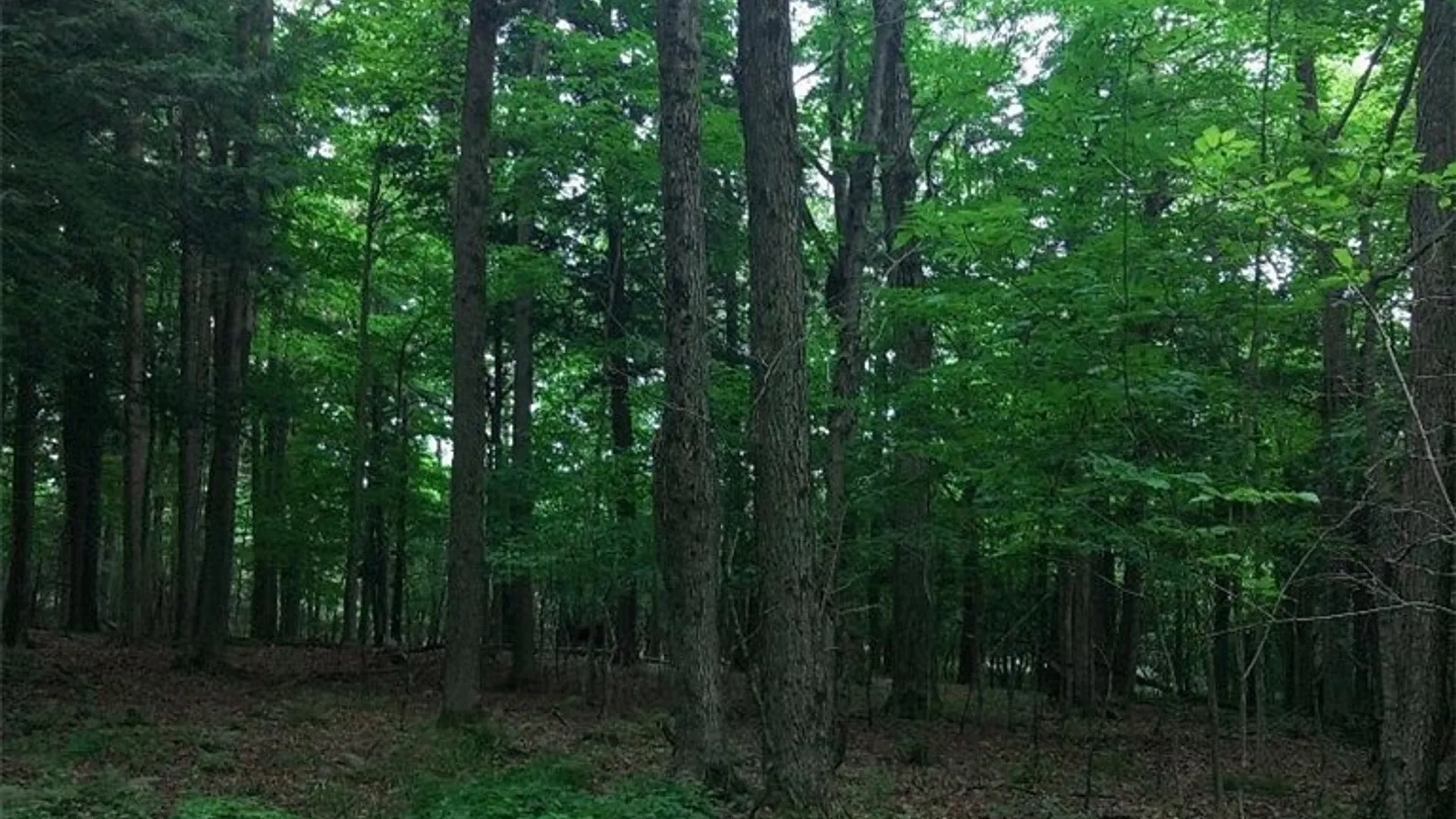 Property at 0 N Lake Road, Champion, NY 13619 8