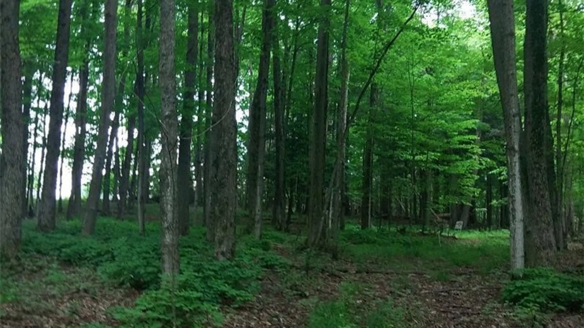 Property at 0 N Lake Road, Champion, NY 13619 9