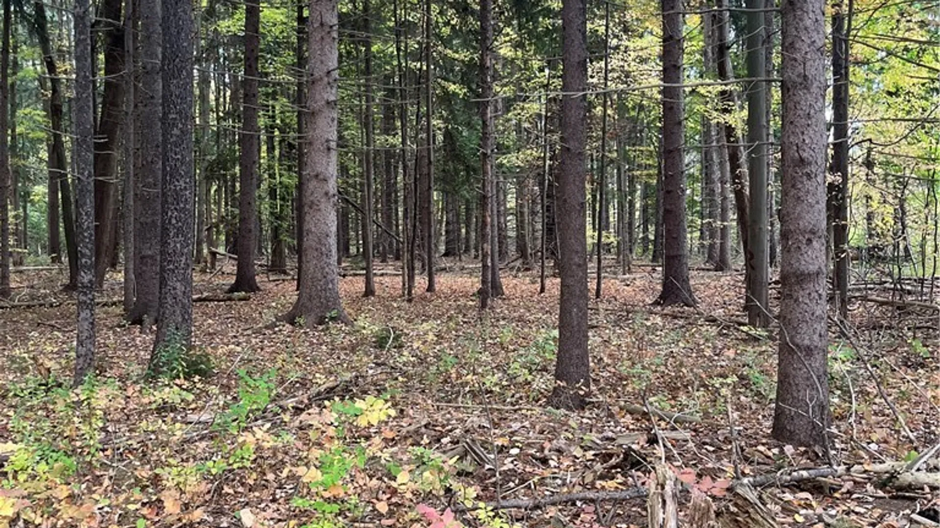 Property at 11092 Broadway Street, Alden, NY 14004 8