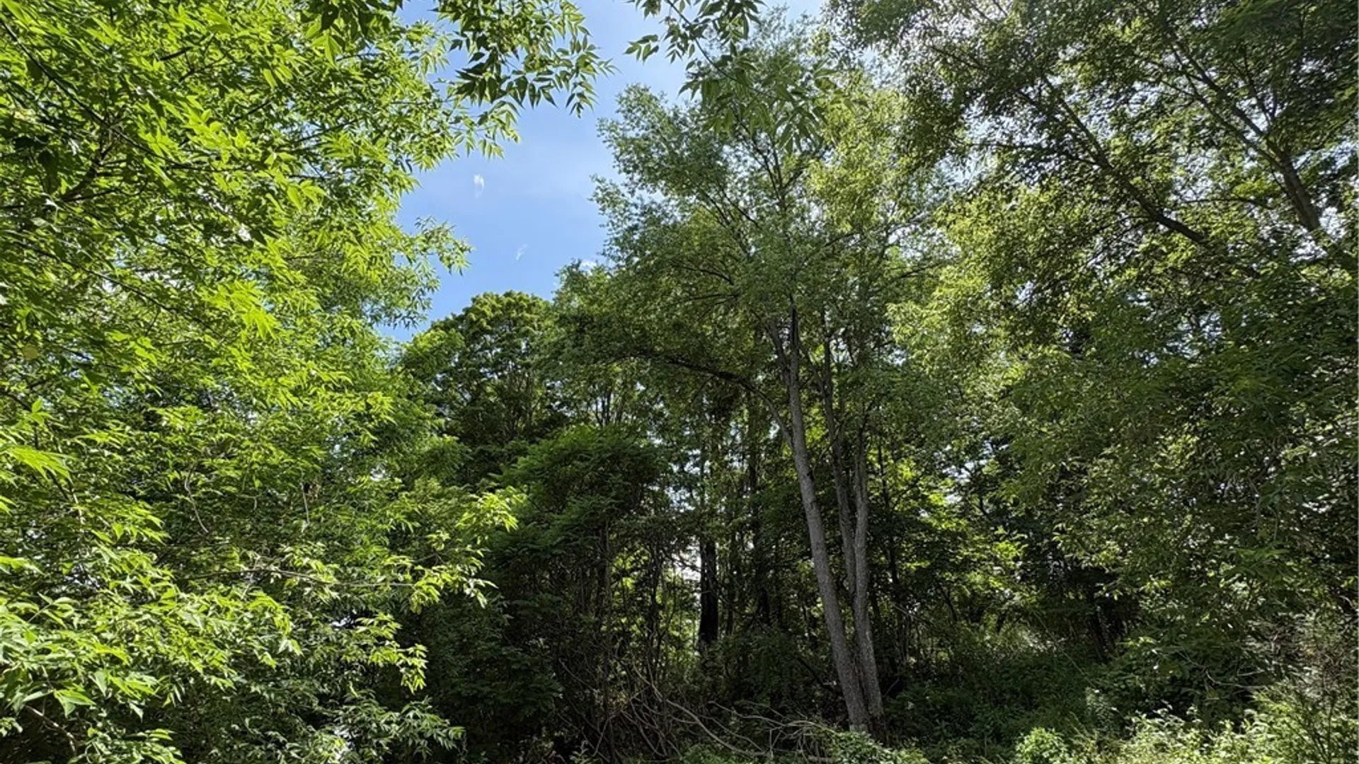 Property at 11557 Mill Street, Hume, NY 14536 9