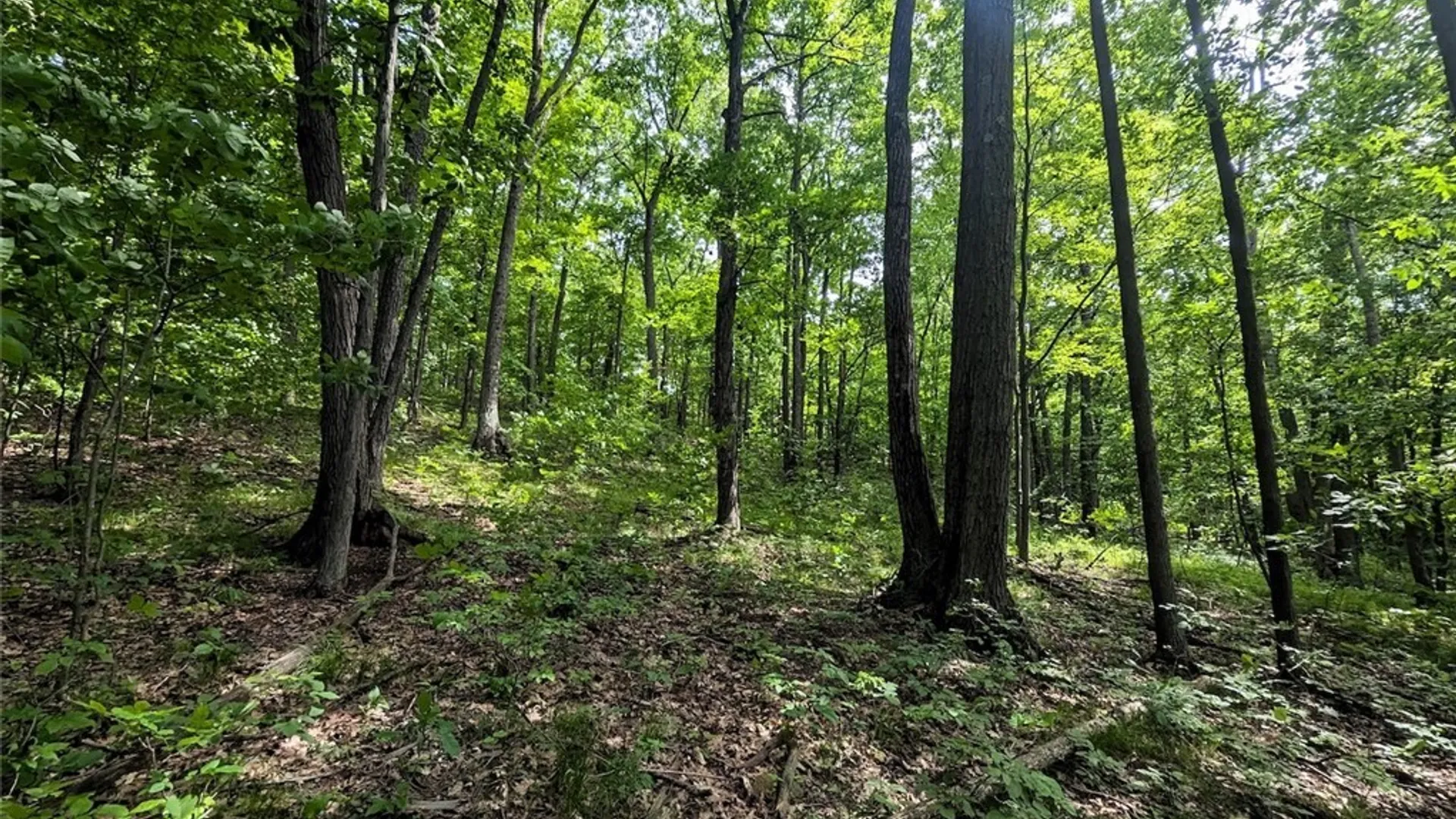 Property at Keifer Hollow Road, Dansville, NY 14437 13