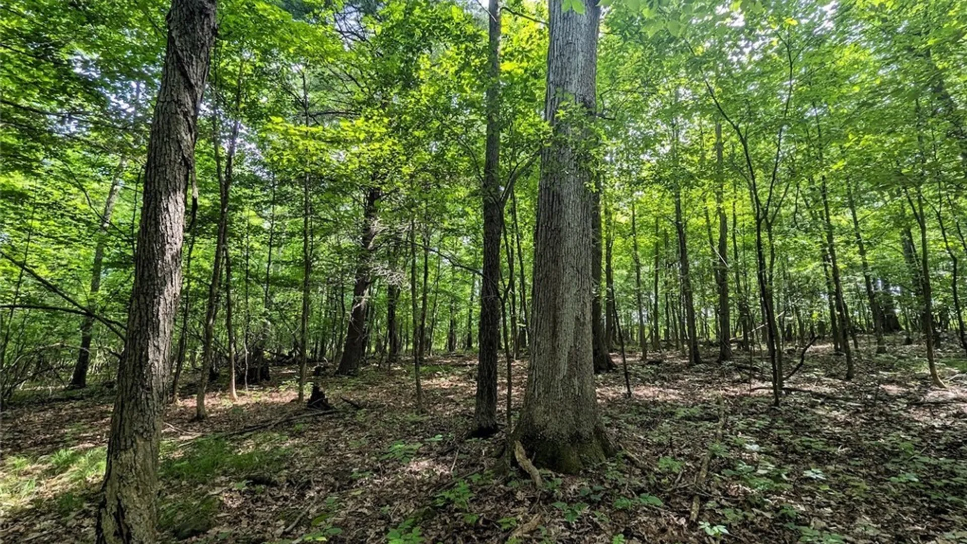 Property at Keifer Hollow Road, Dansville, NY 14437 20