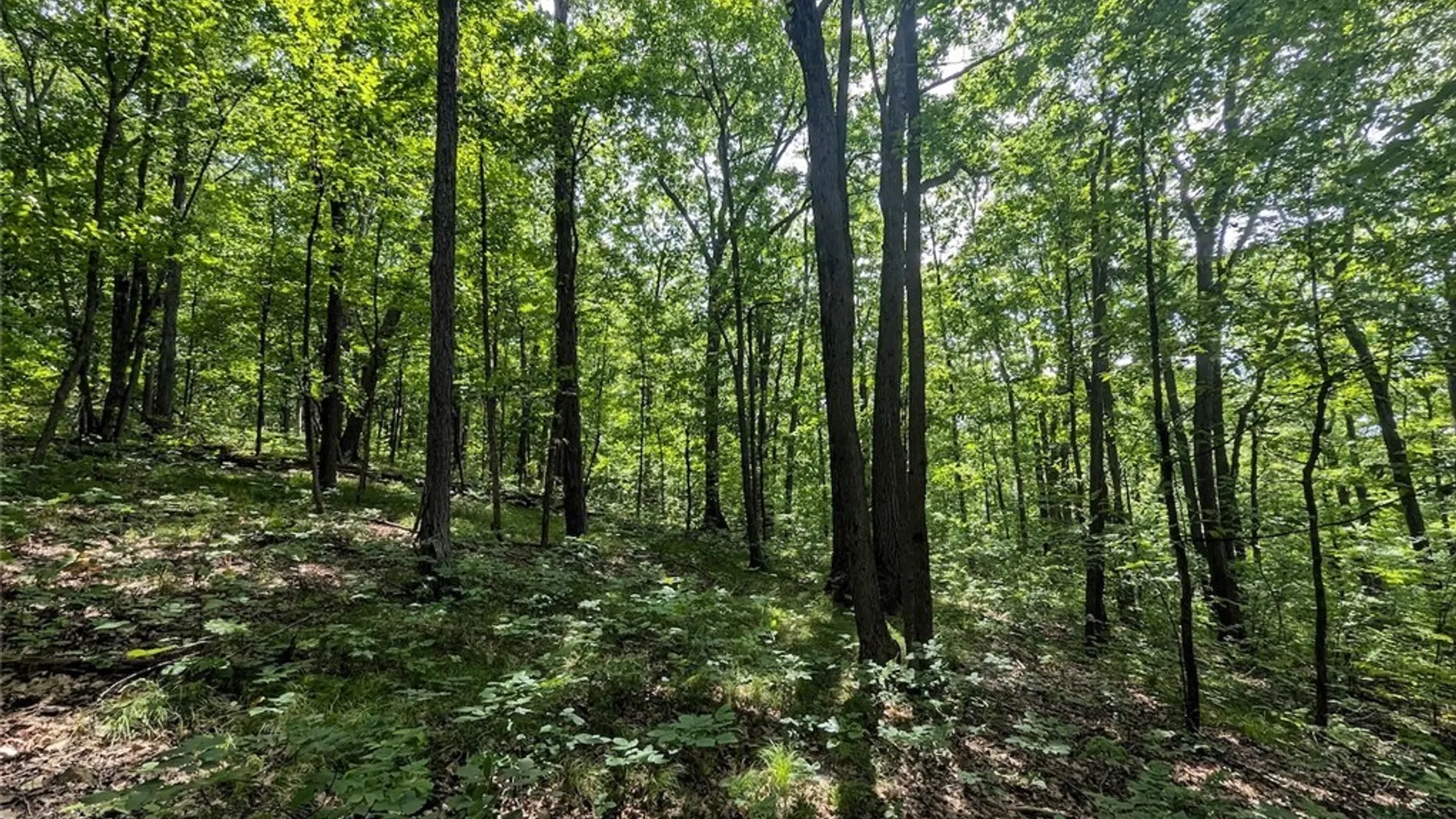 Property at Keifer Hollow Road, Dansville, NY 14437 23