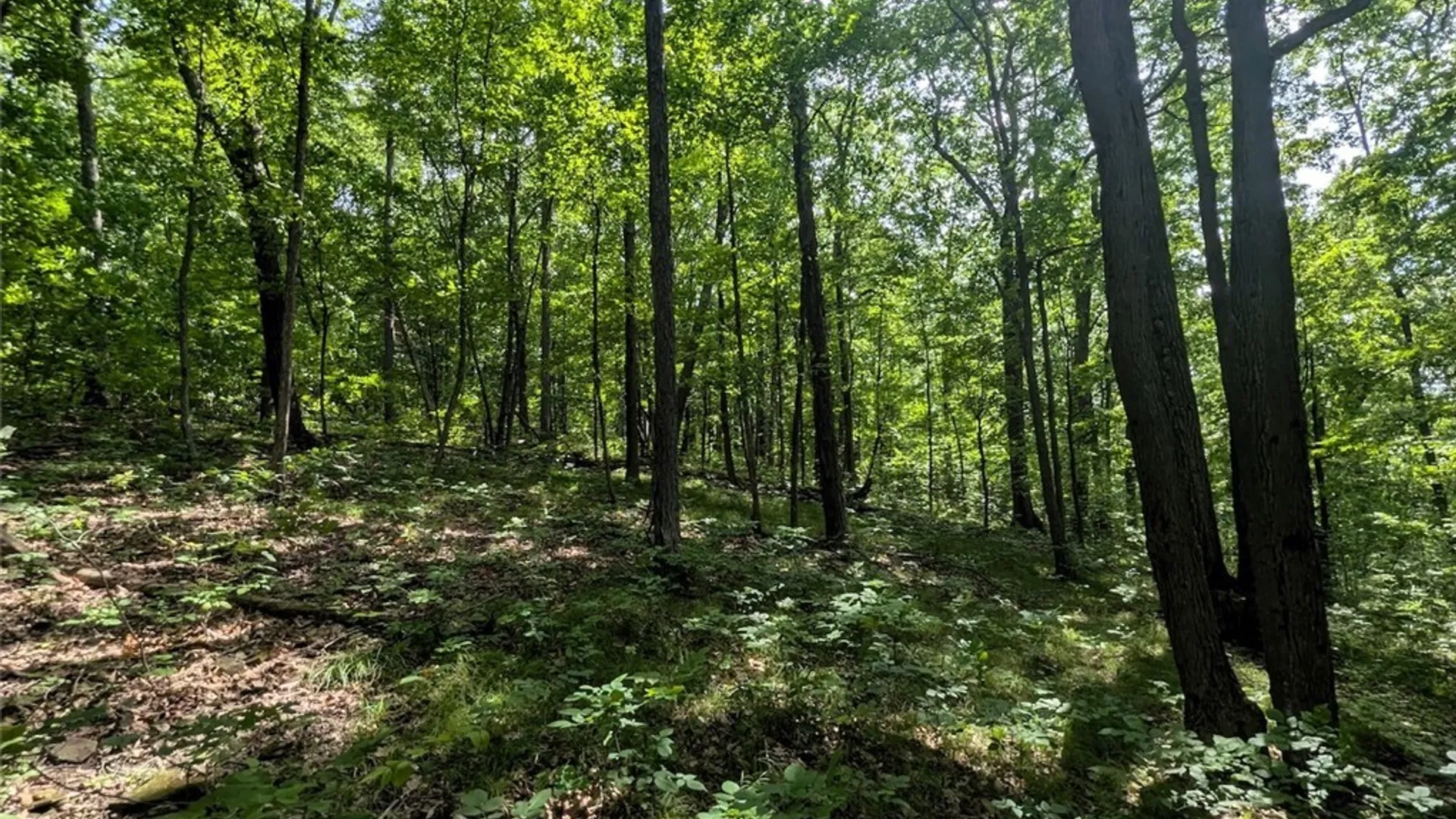 Property at Keifer Hollow Road, Dansville, NY 14437 24