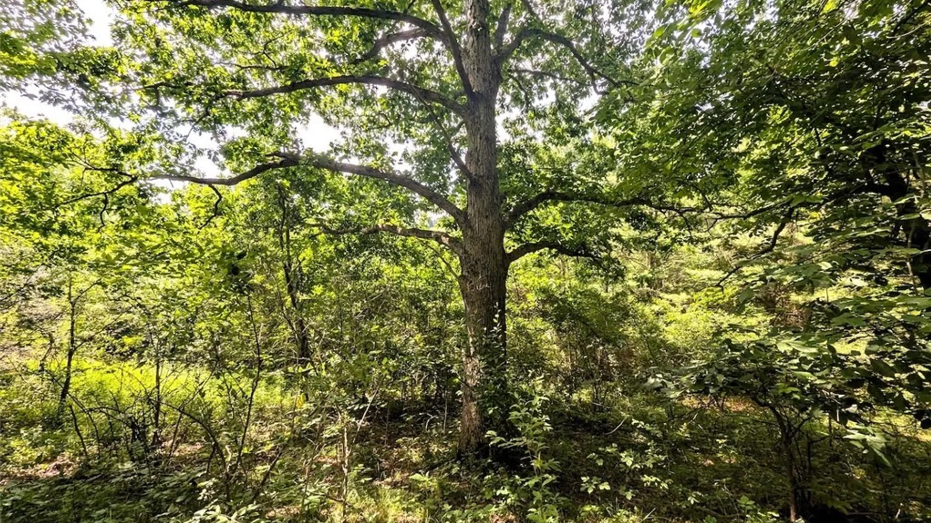 Property at Keifer Hollow Road, Dansville, NY 14437 27
