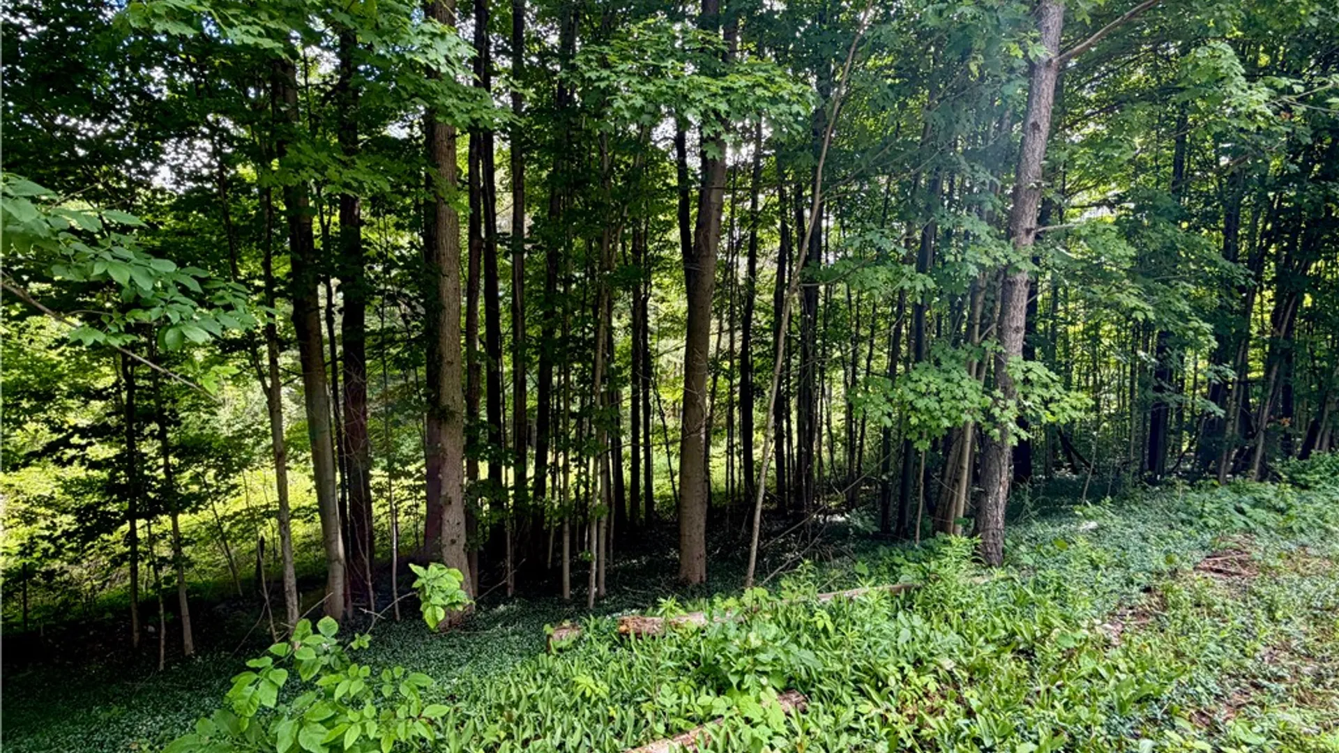 Property at 000 Ellis Hollow Road, Dryden, NY 14850 4